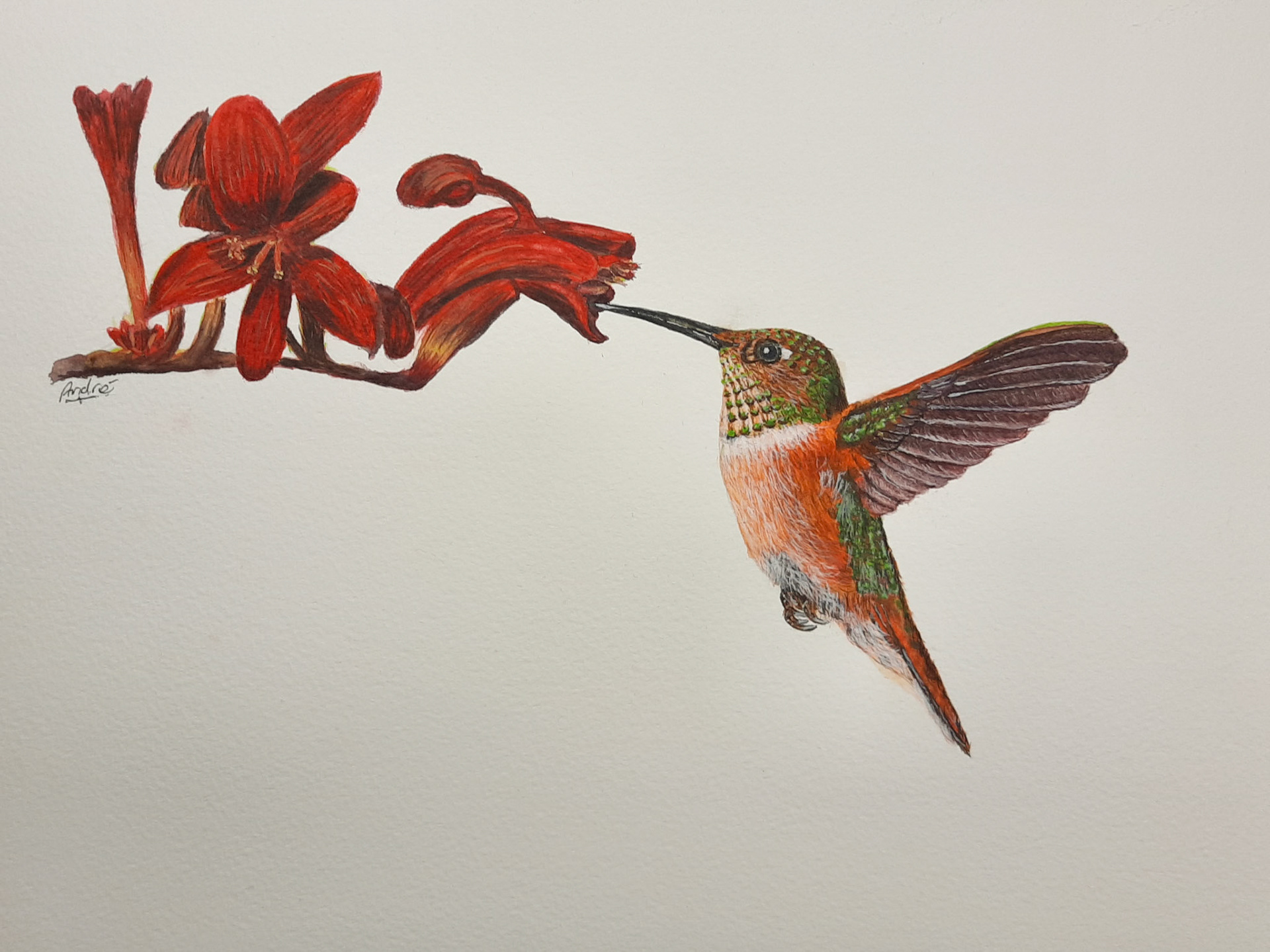 Hummingbird A4 (from a tutorial by @thedevonartist)