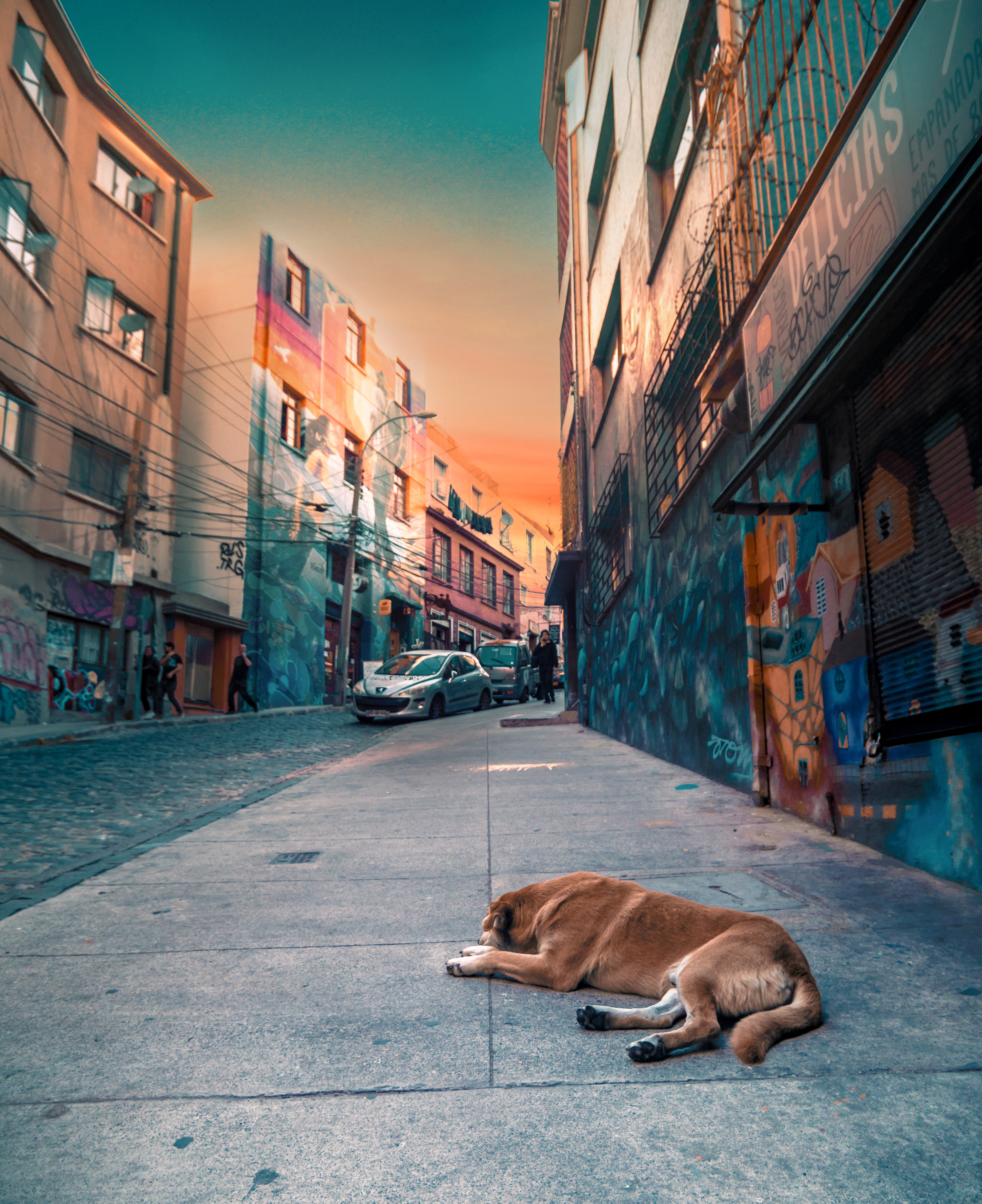Valpo Dog