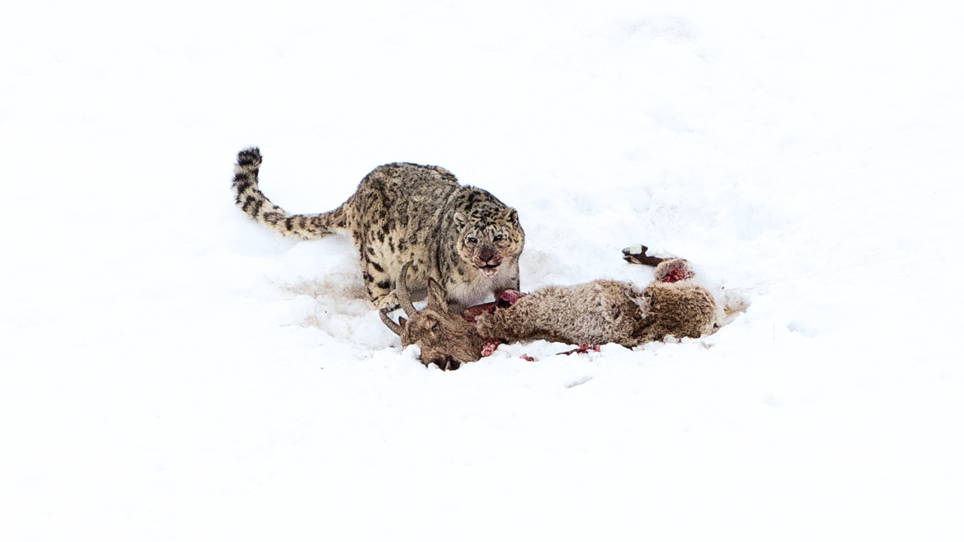 snow leopards hunting their prey