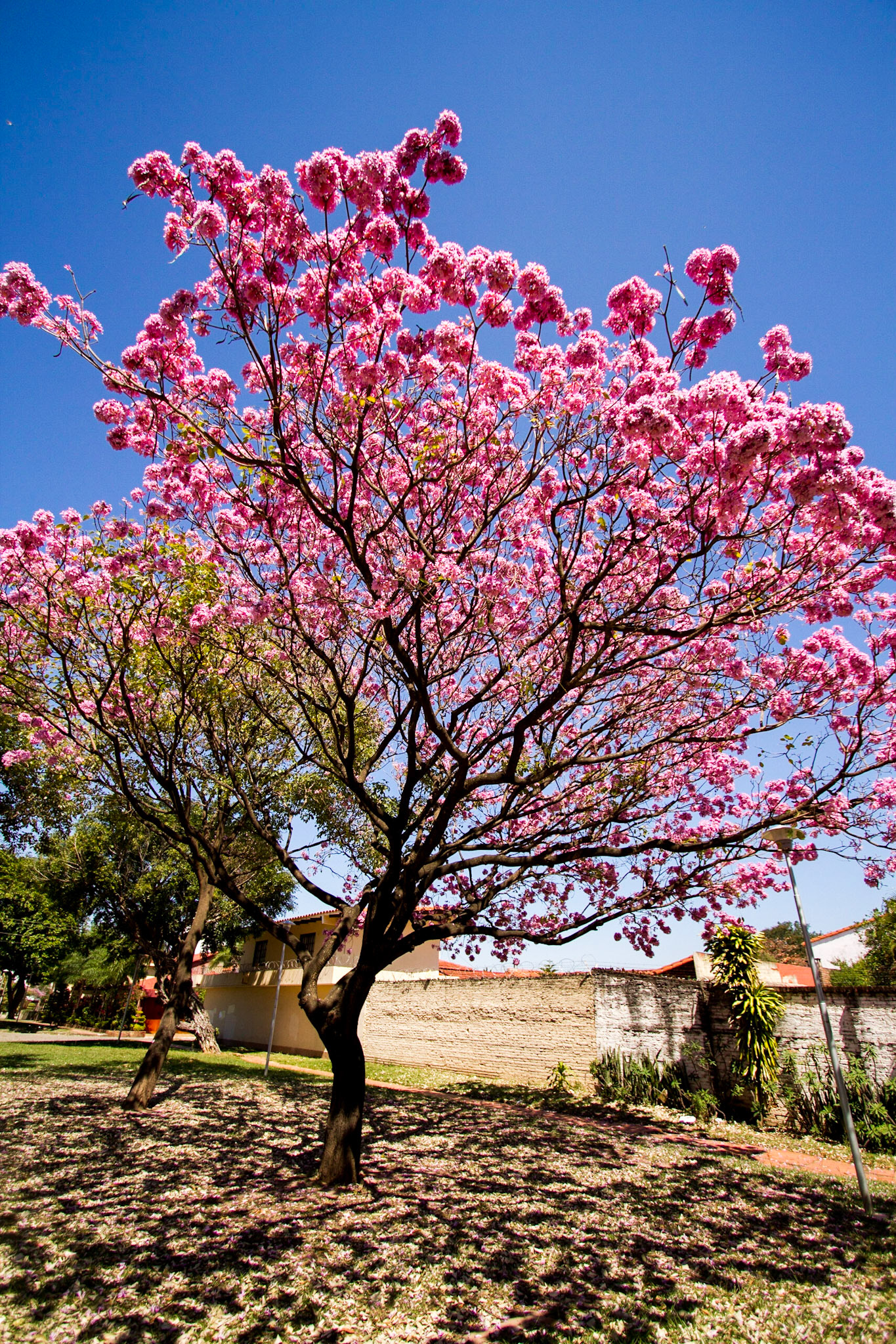 Tajibo en Flor