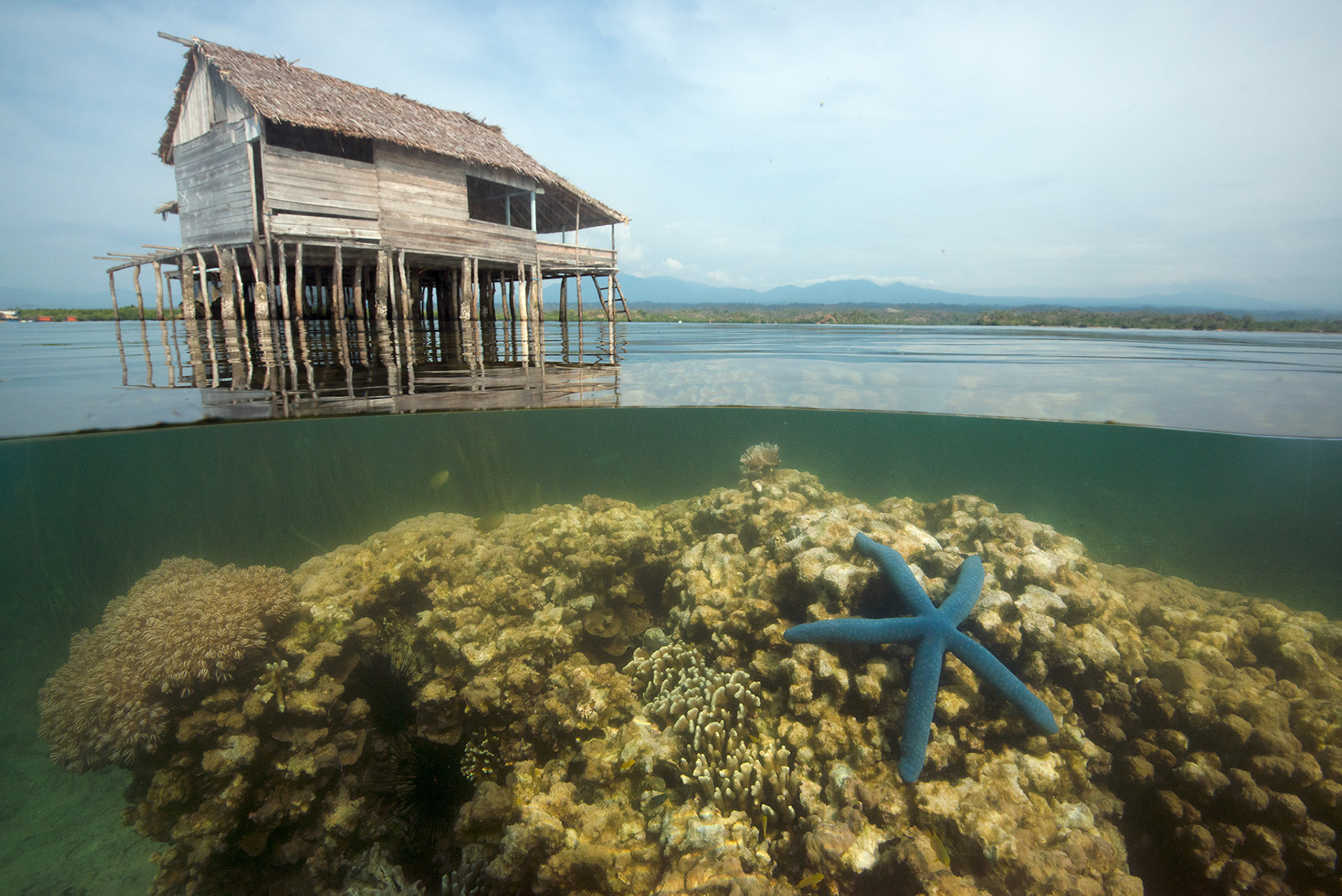 The blue starfish and the reef house