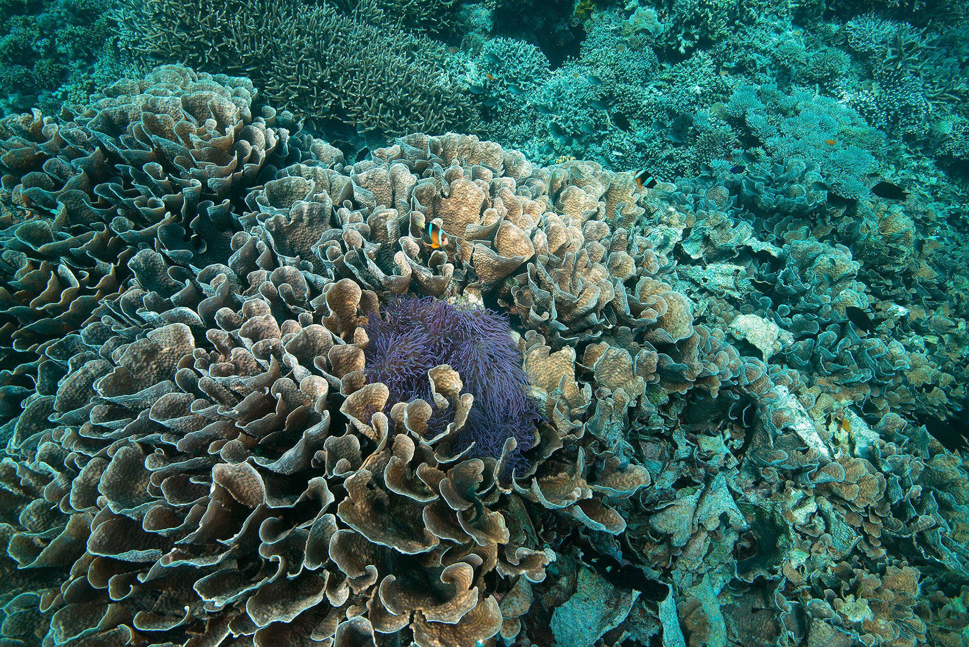 Amphiprion clarkii