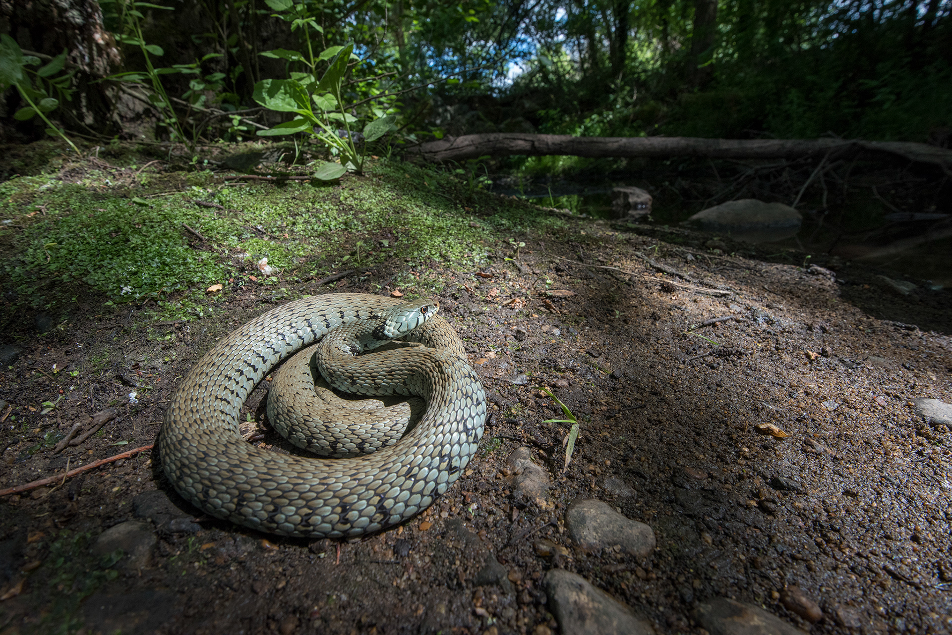 Natrix helvetica