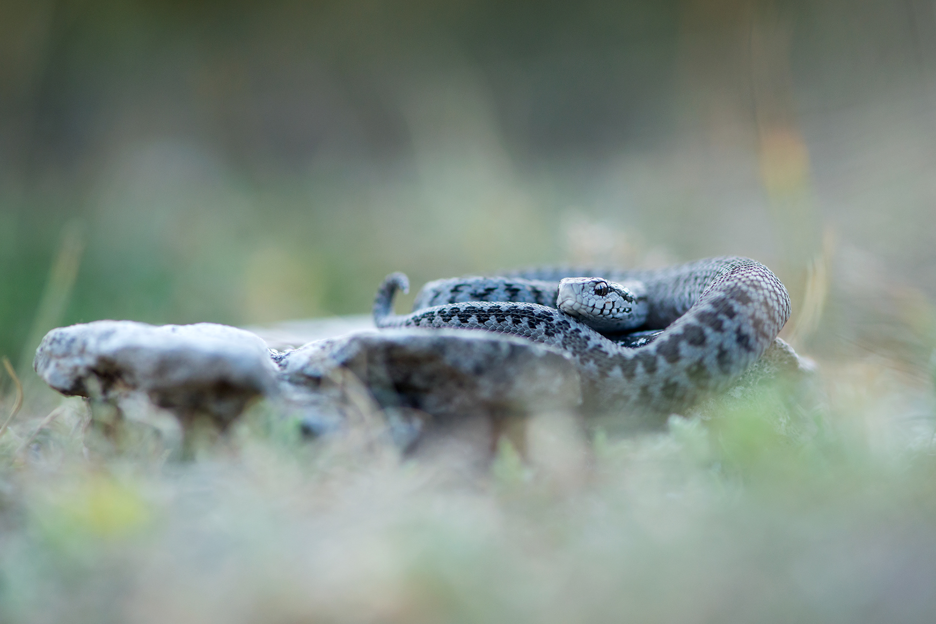 Vipera ursinii