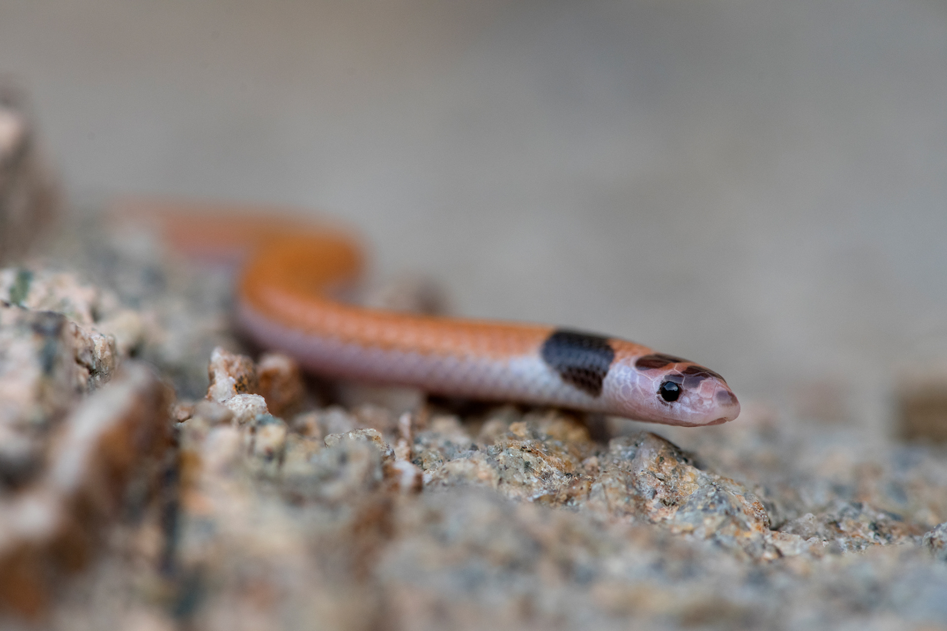Rhynchocalamus satunini