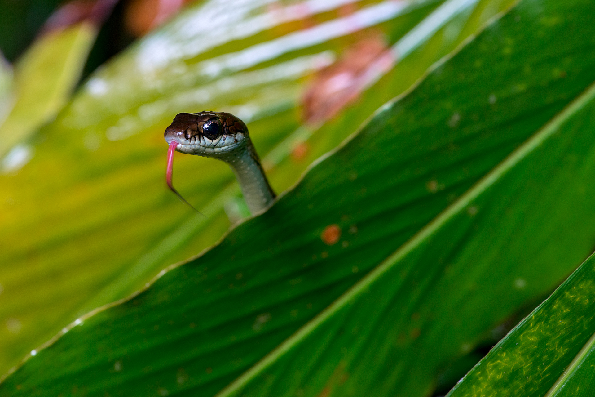 Dendrelaphis caudolineatus - Borneo