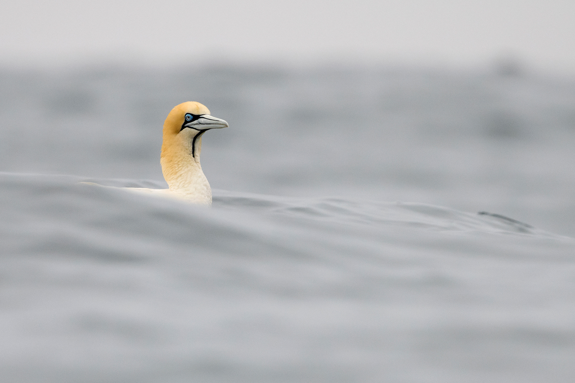 Cap Gannet - Fou du Cap