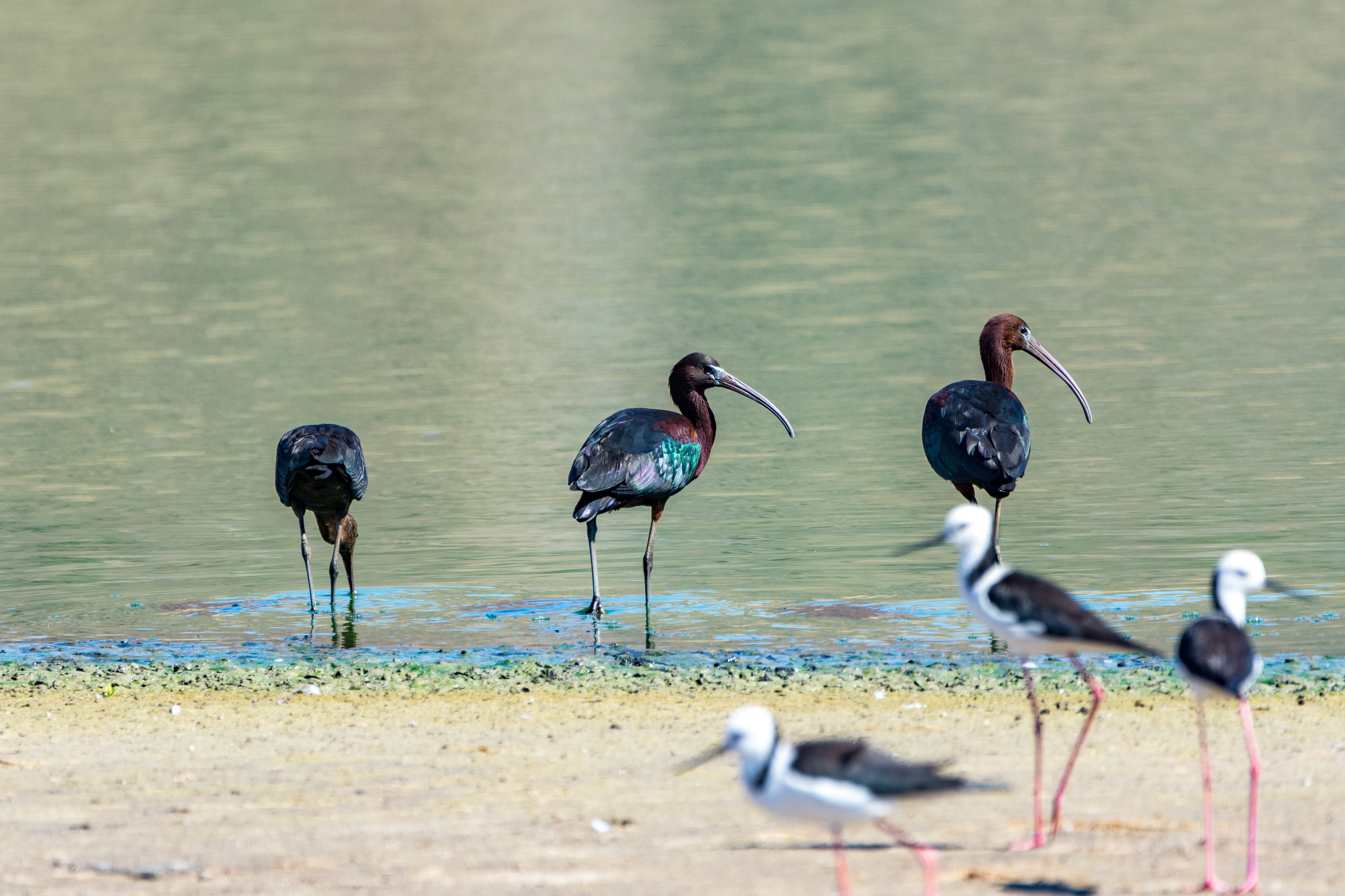 Glossy ibis