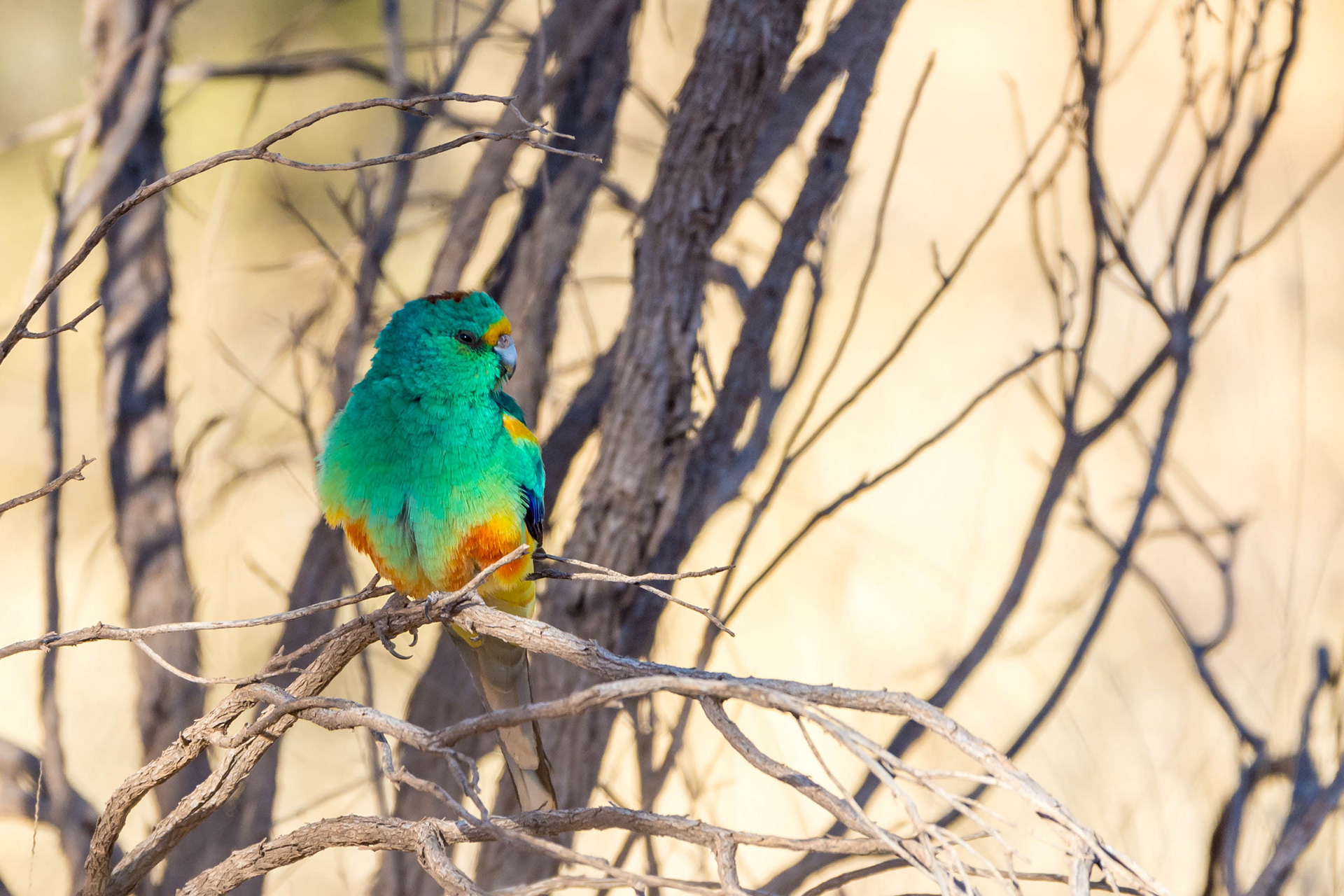 Mulga parrot