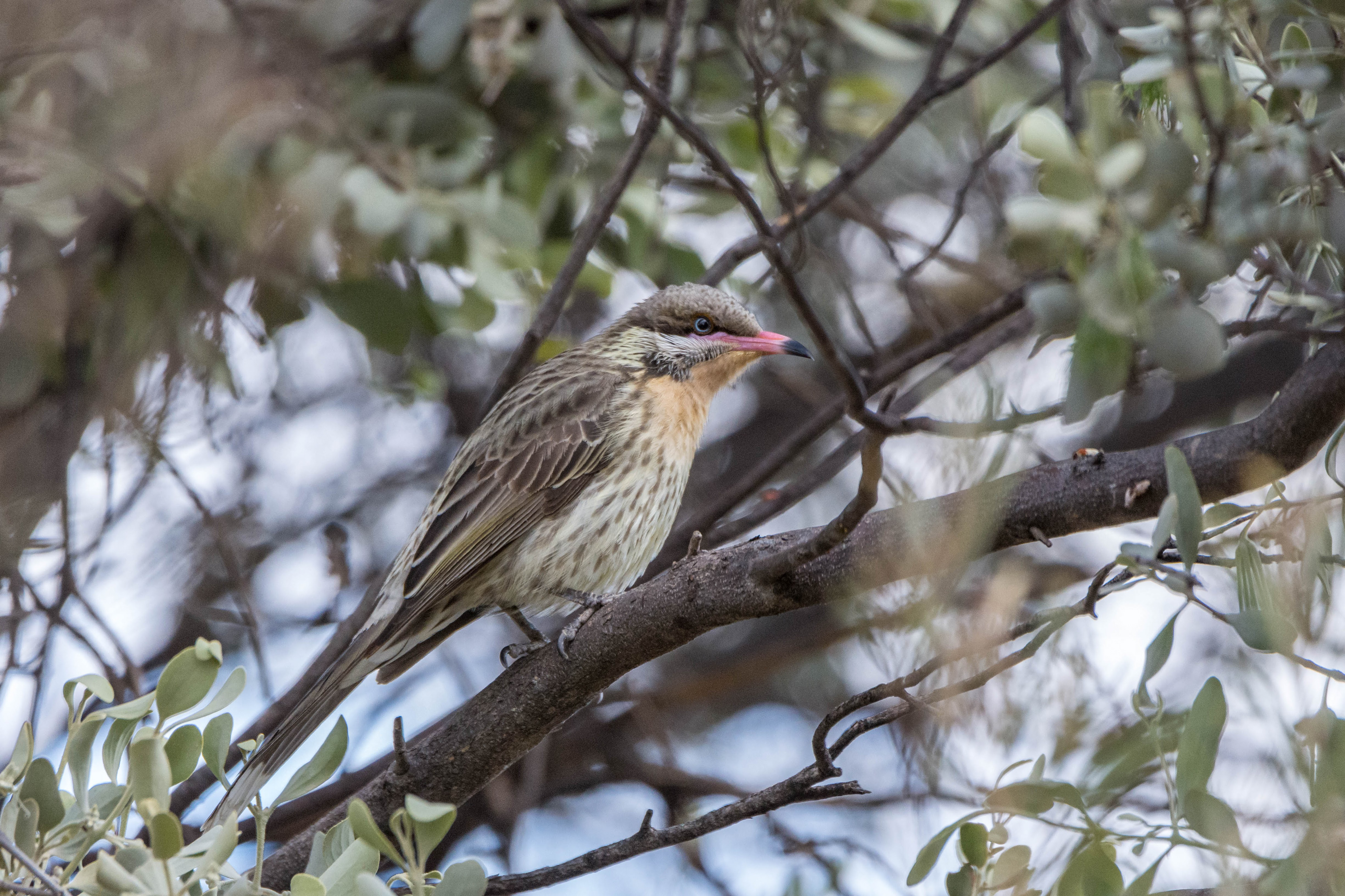 Spint-cheeked honeyeater