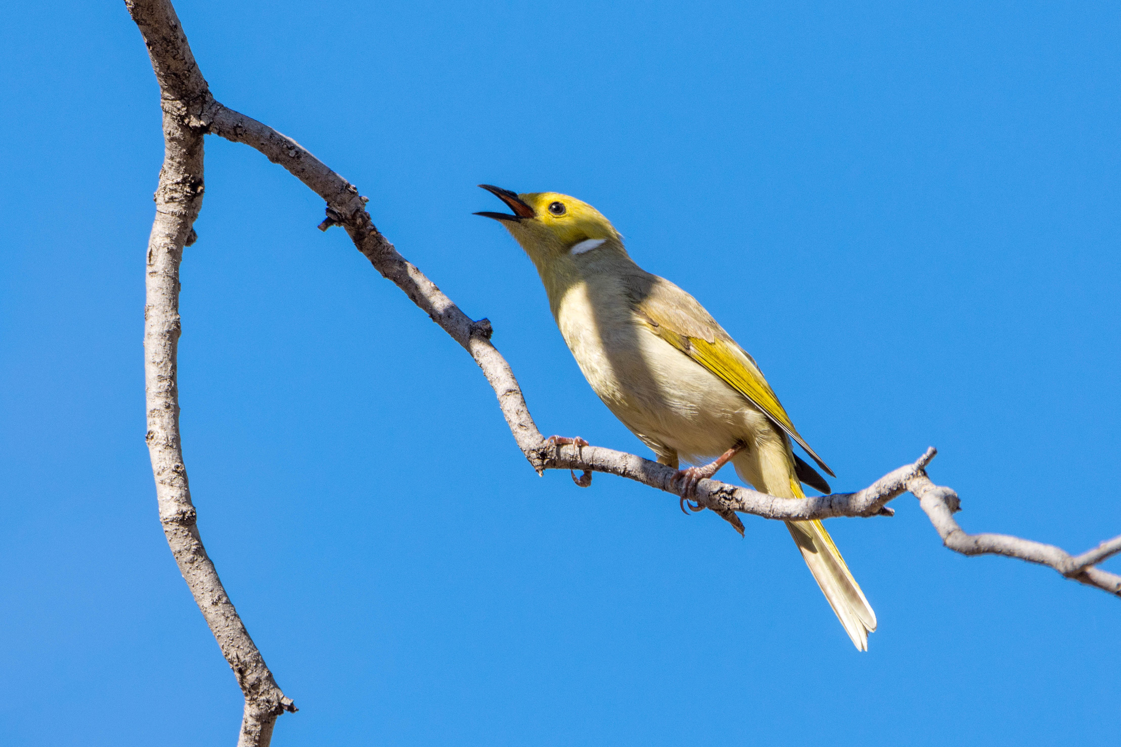 White-plumed honeyeater