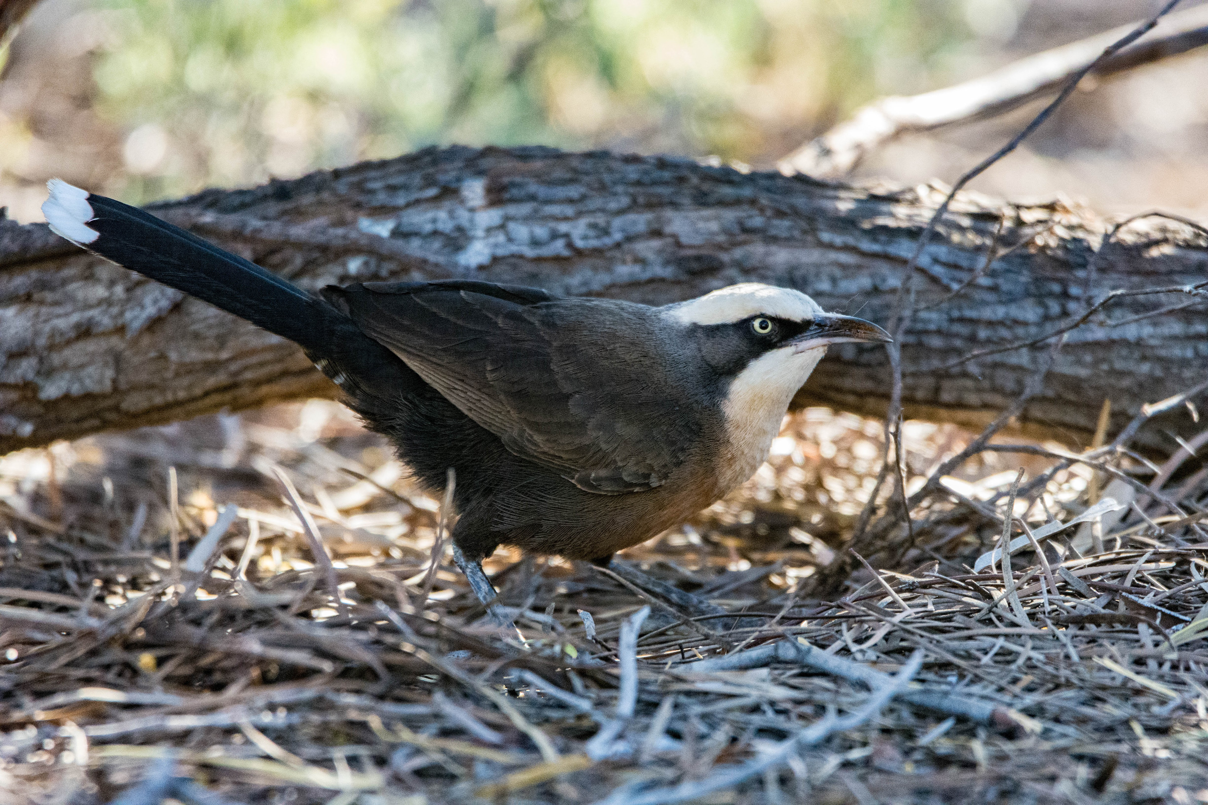 Grey-crowned babbler