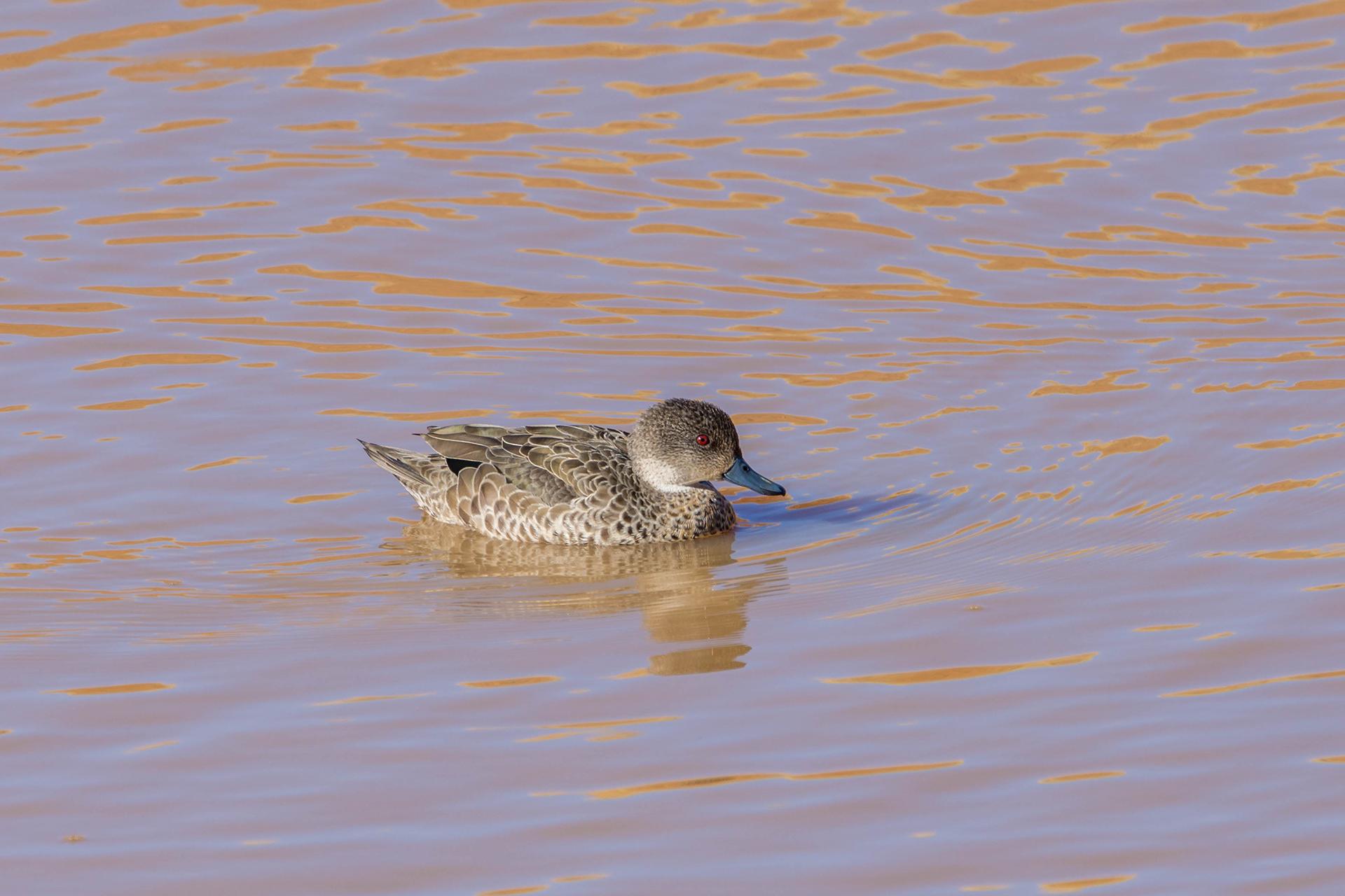 Grey teal