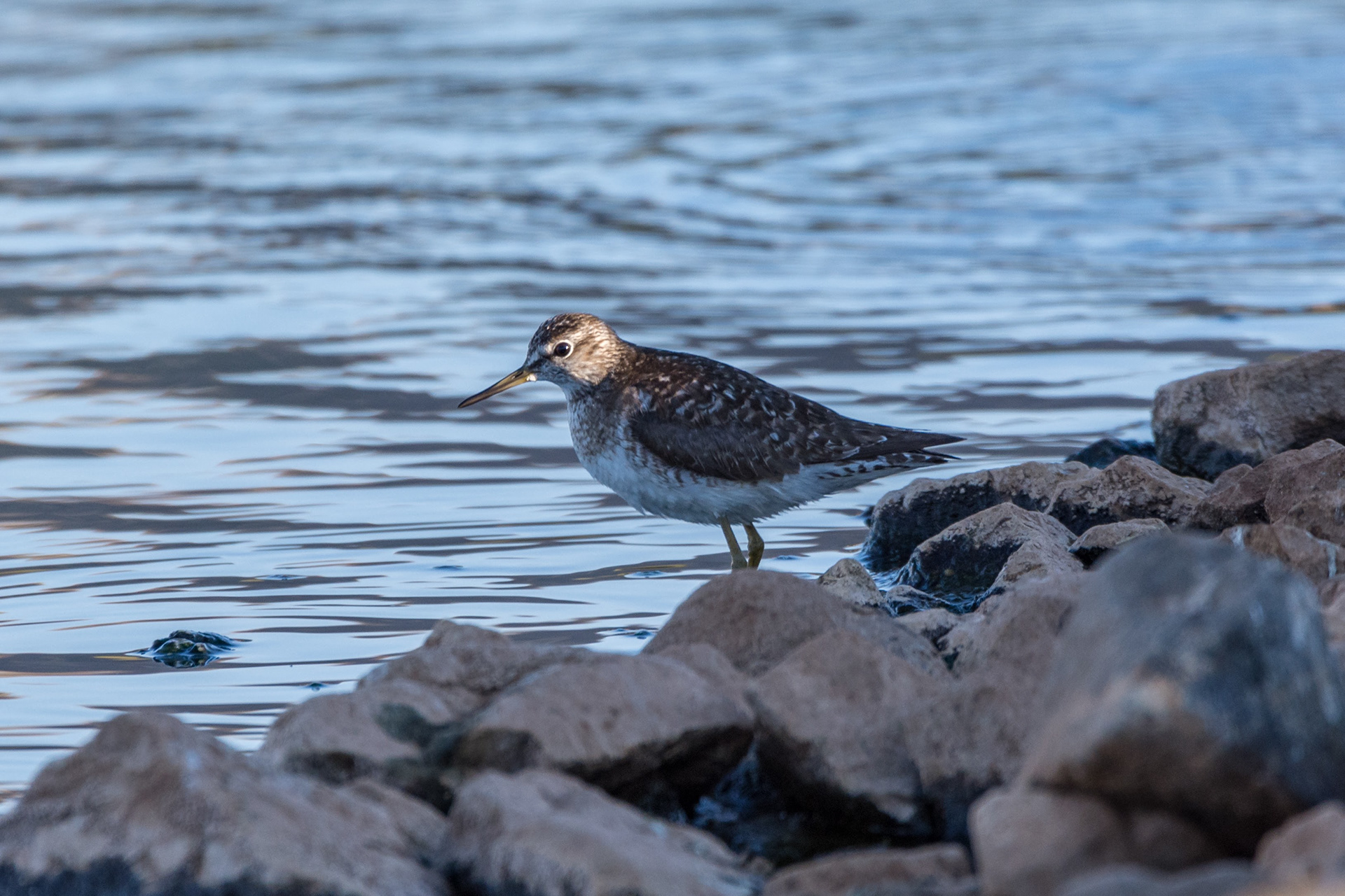 Sharp-tailed sandpiper