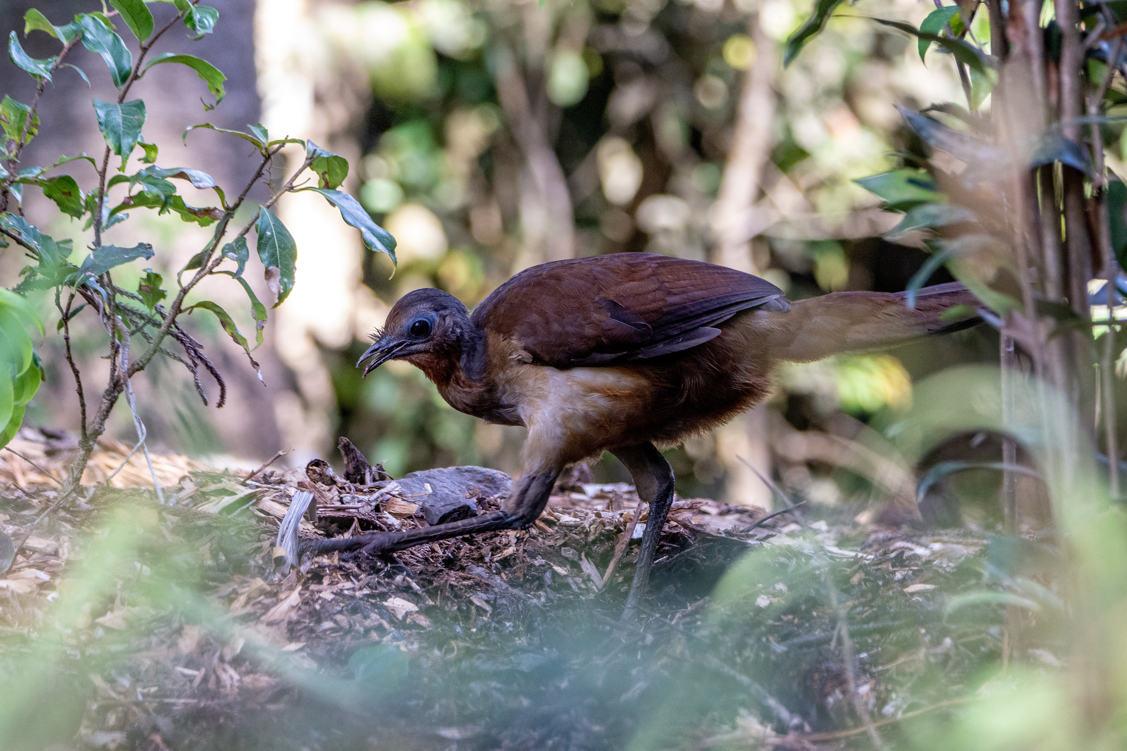 Lyrebirds (Albert's lyrebird)