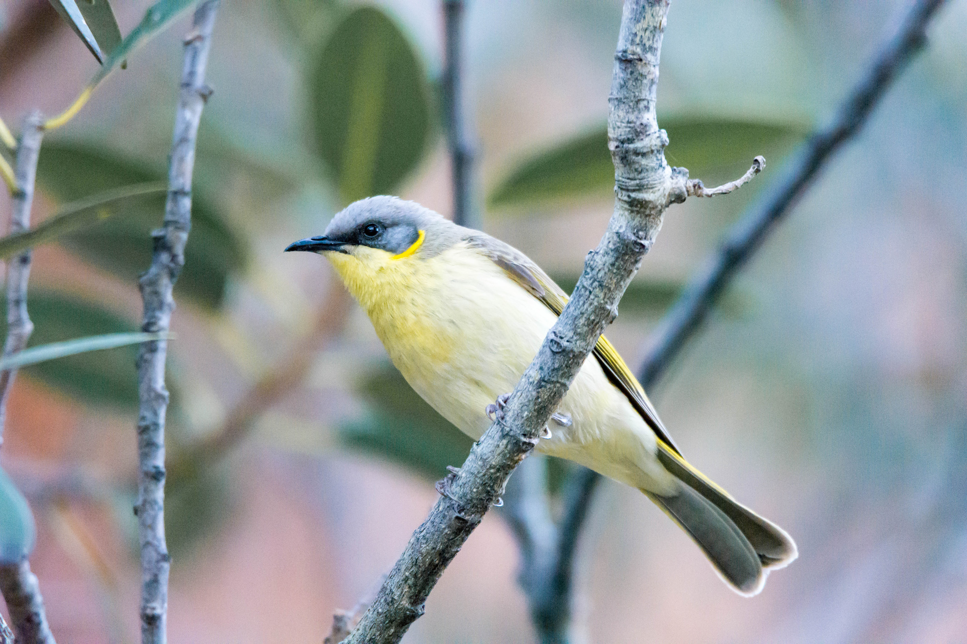 Grey-headed honeyeater