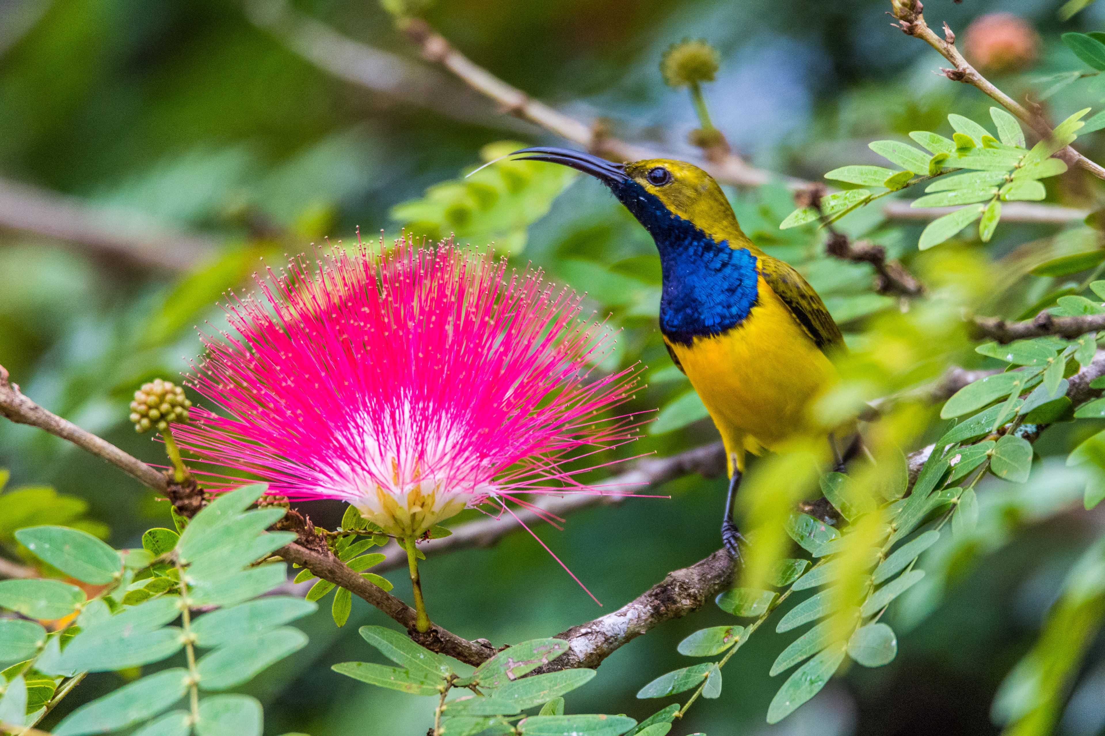 Sunbirds (Olive-backed sunbird)