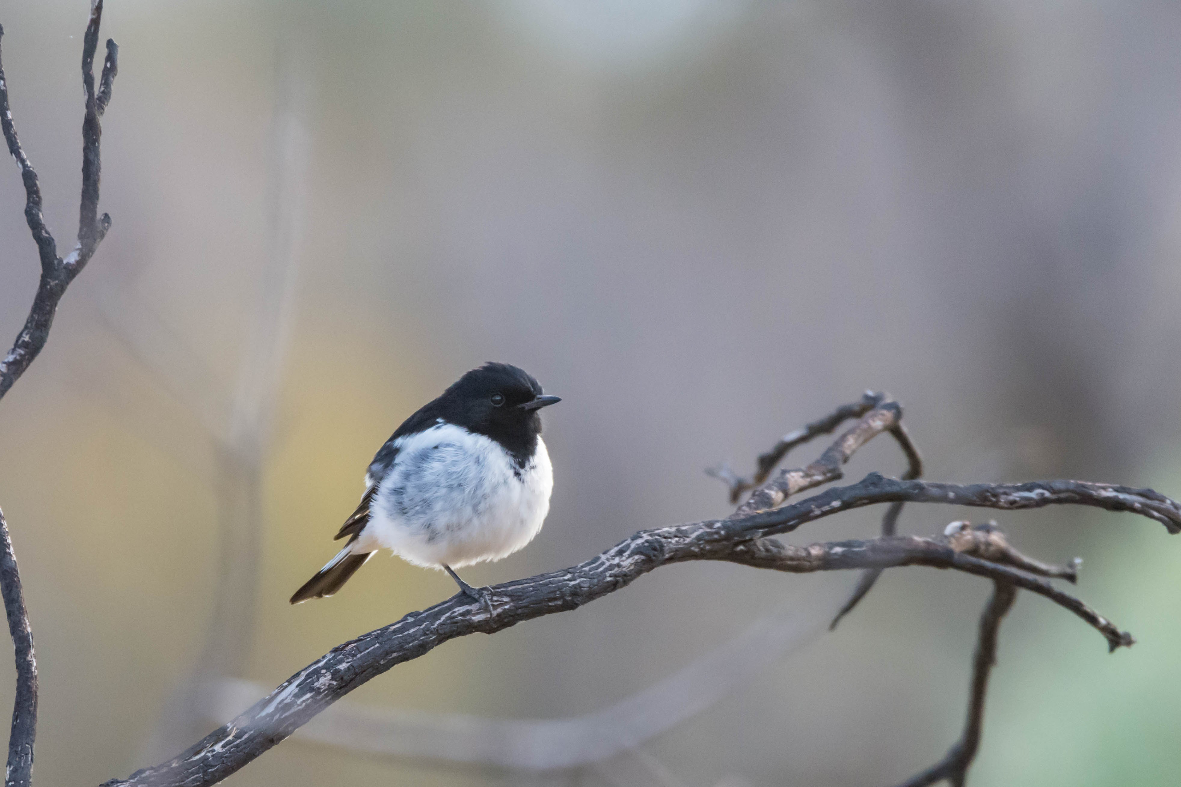 Hooded robin