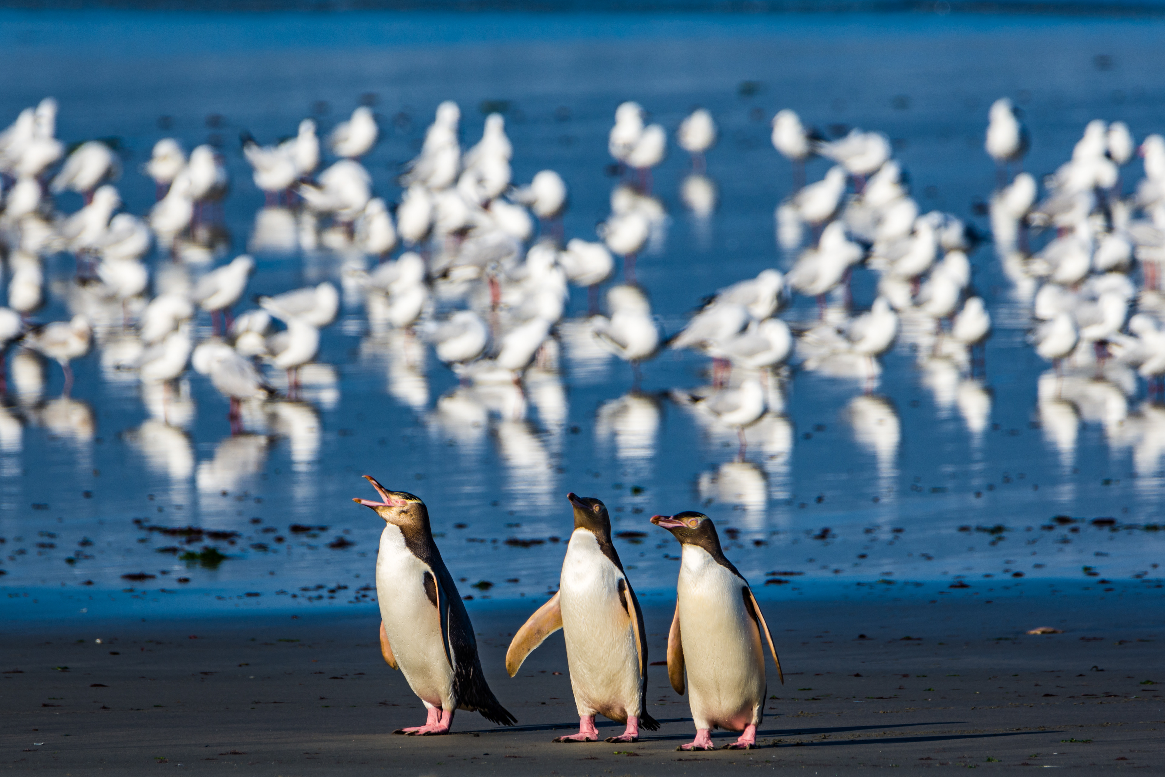 Penguins (Yellow-eyed penguin)