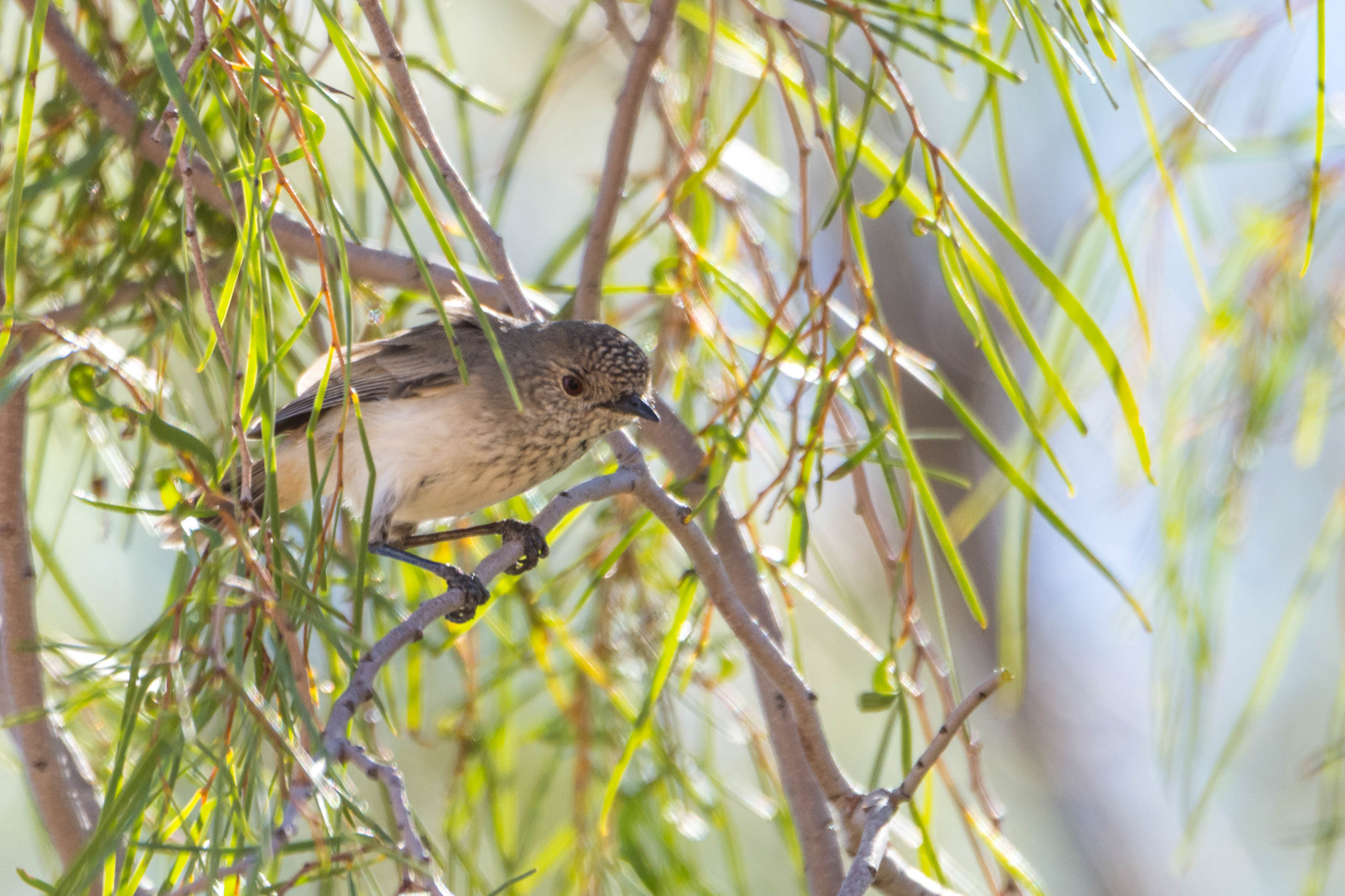 Inland thornbill