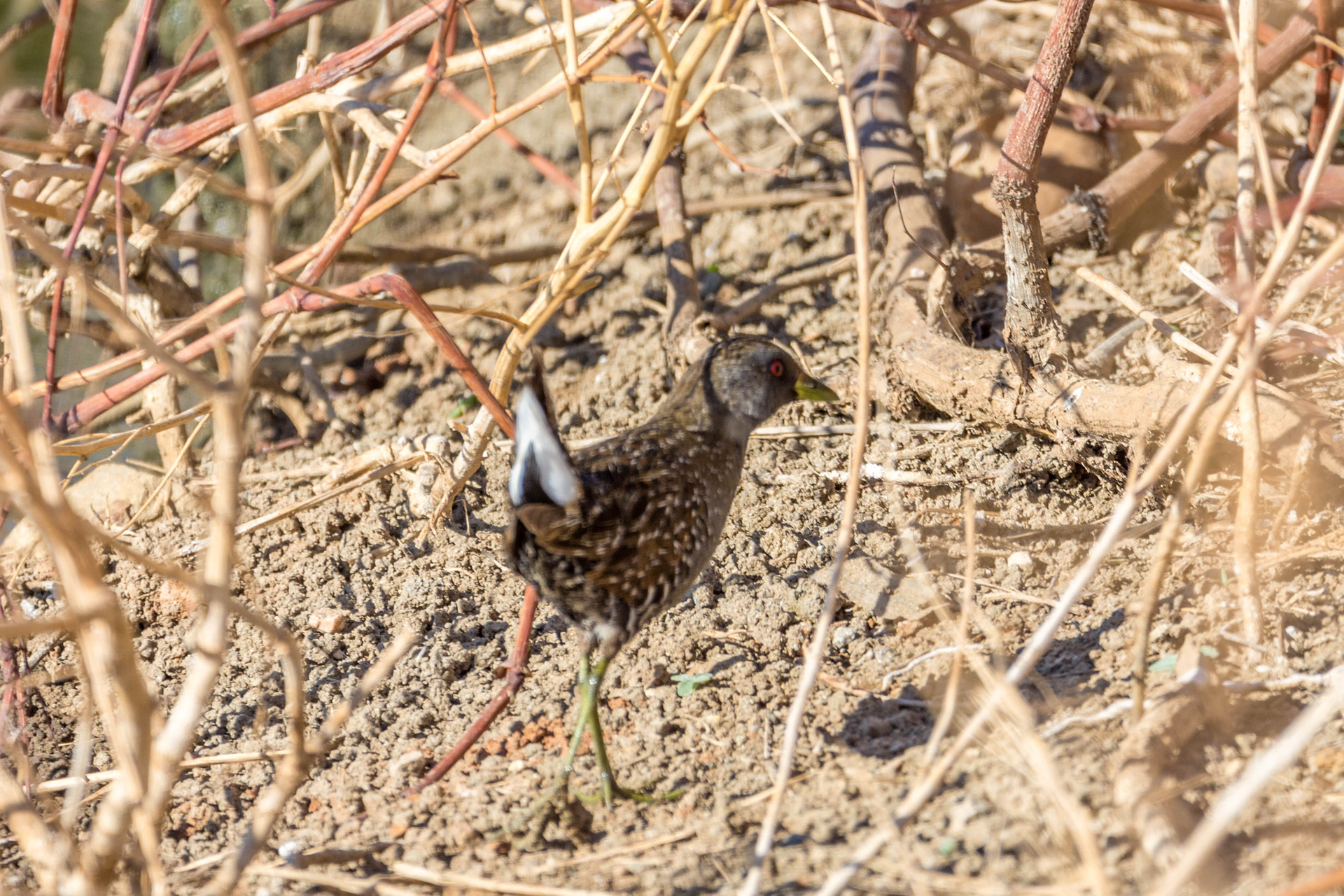Australian crake (spotted)