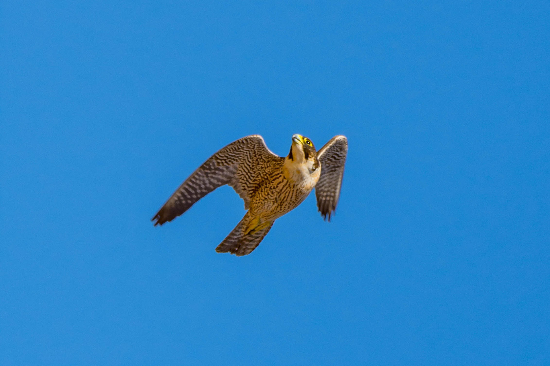 Peregrine falcon