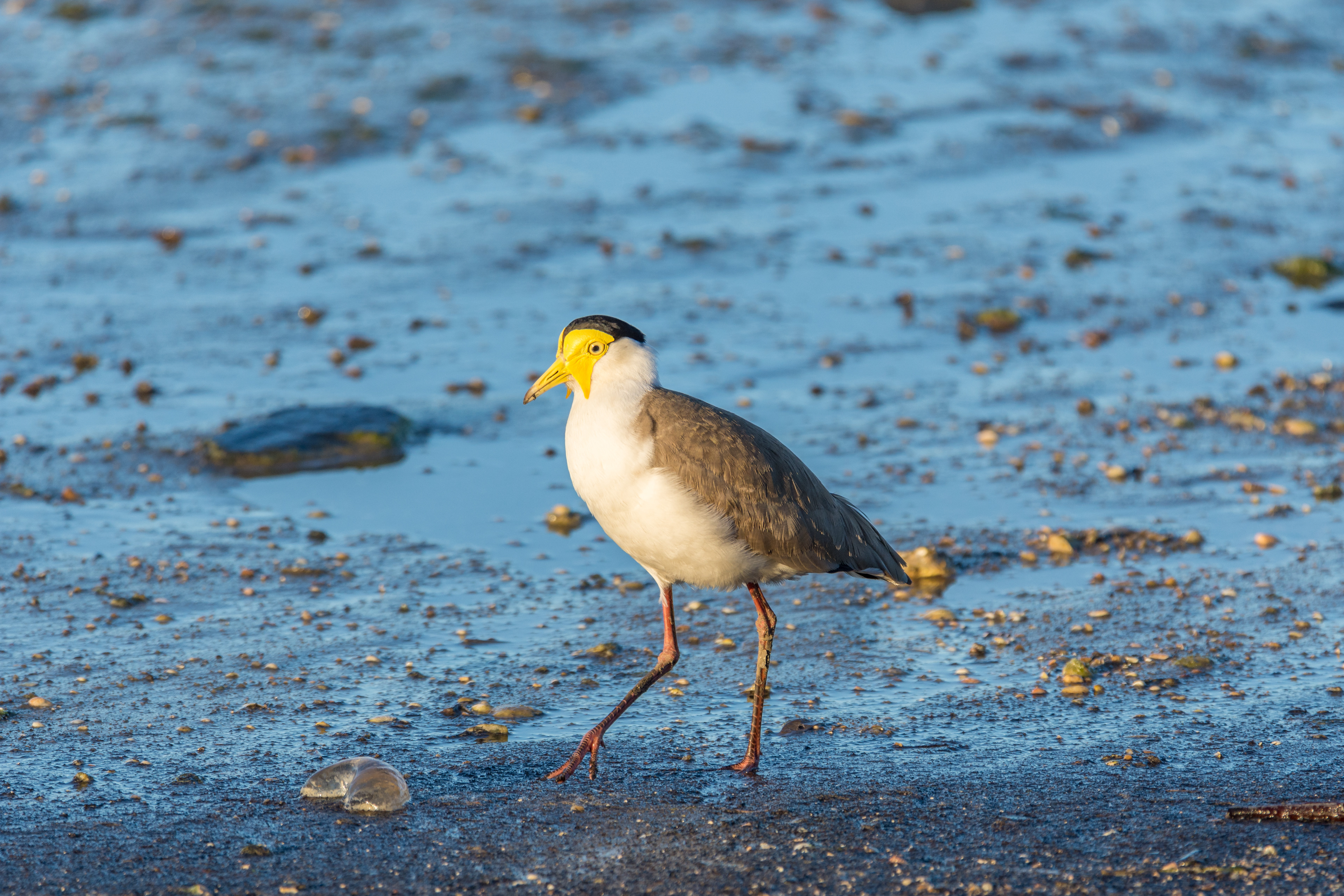 Plovers and lapwings (Masked lapwing)