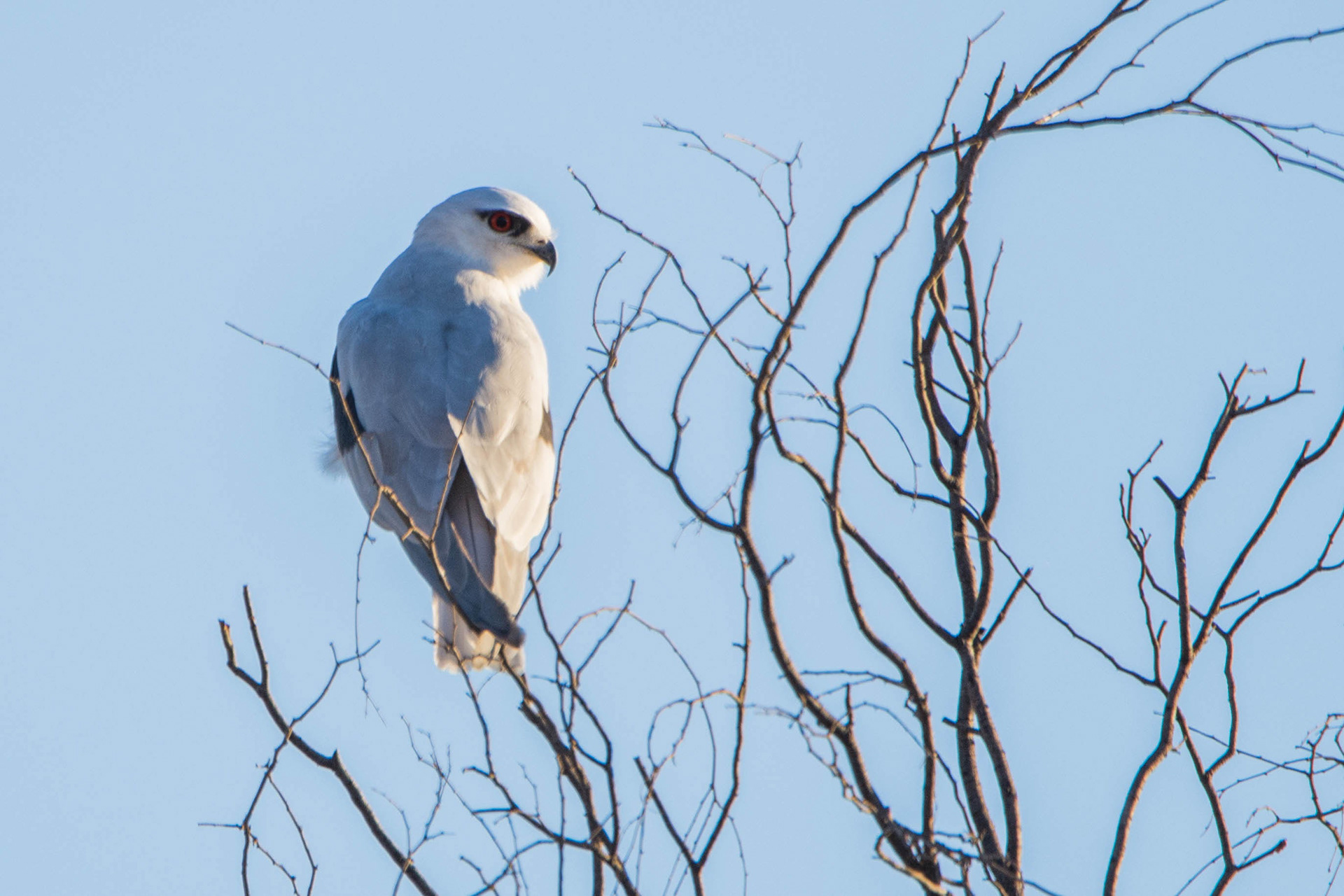 Black-winged kite