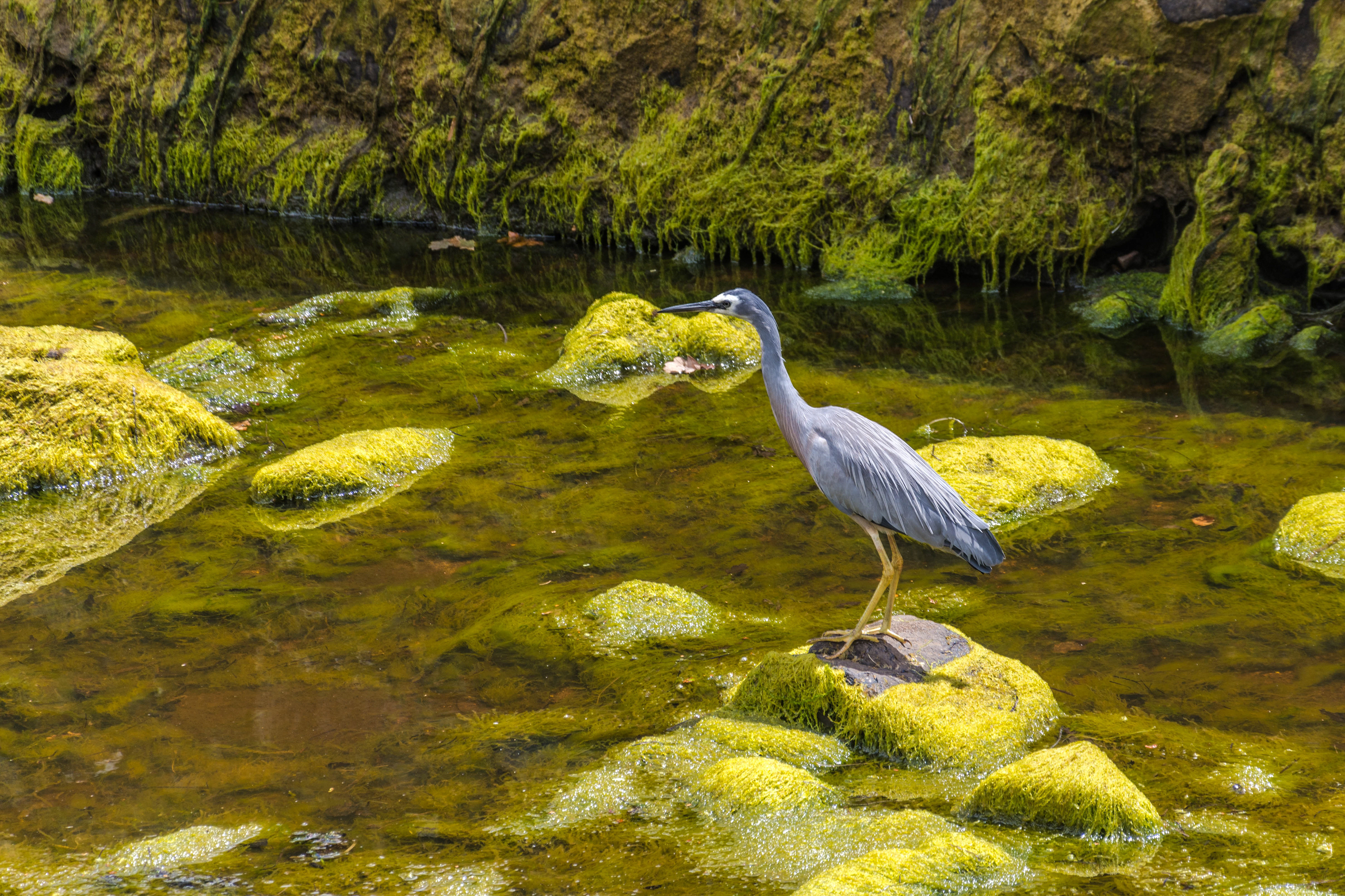 Bitterns, herons, and egrets (White-faced heron)