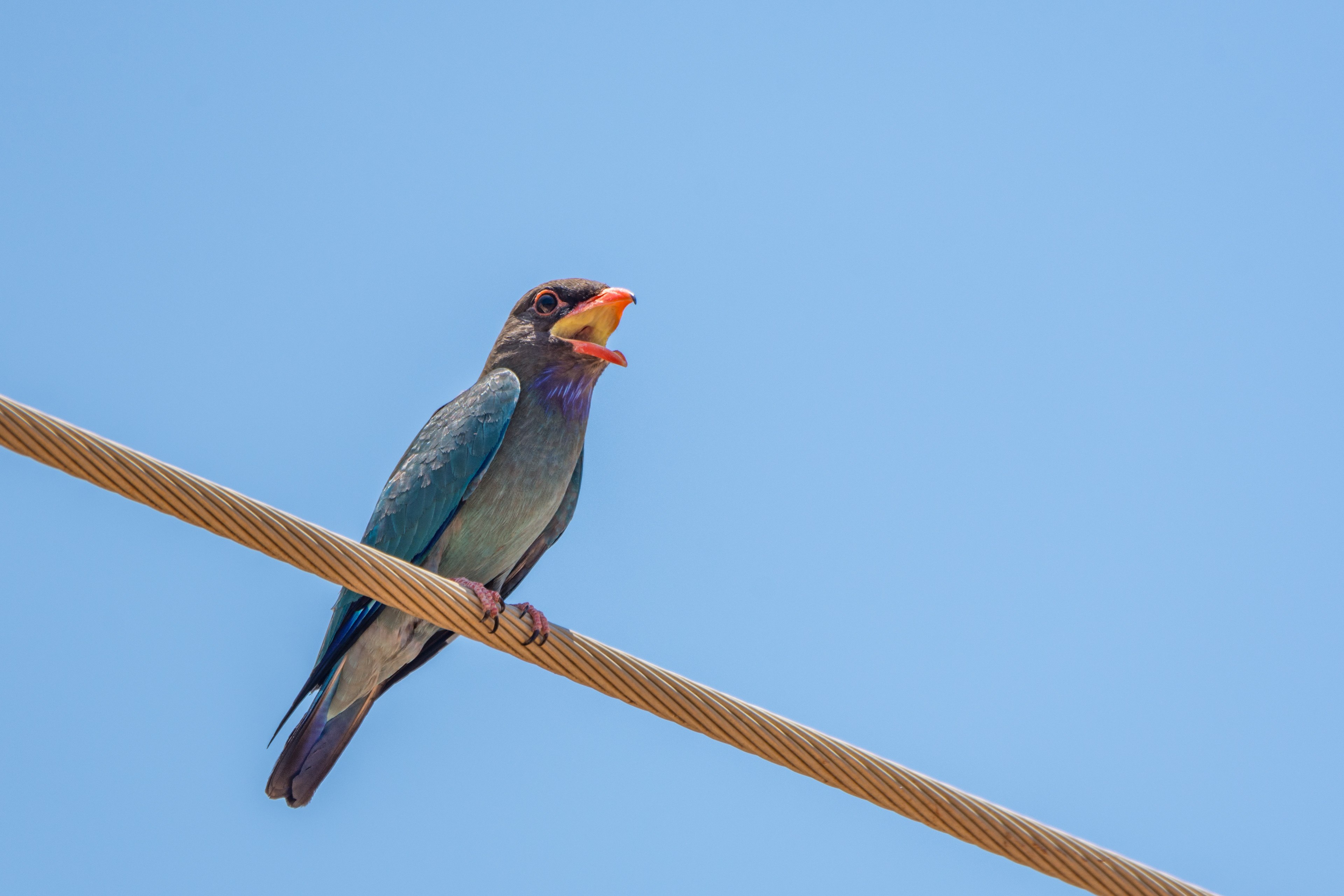 Rollers (Dollarbird)