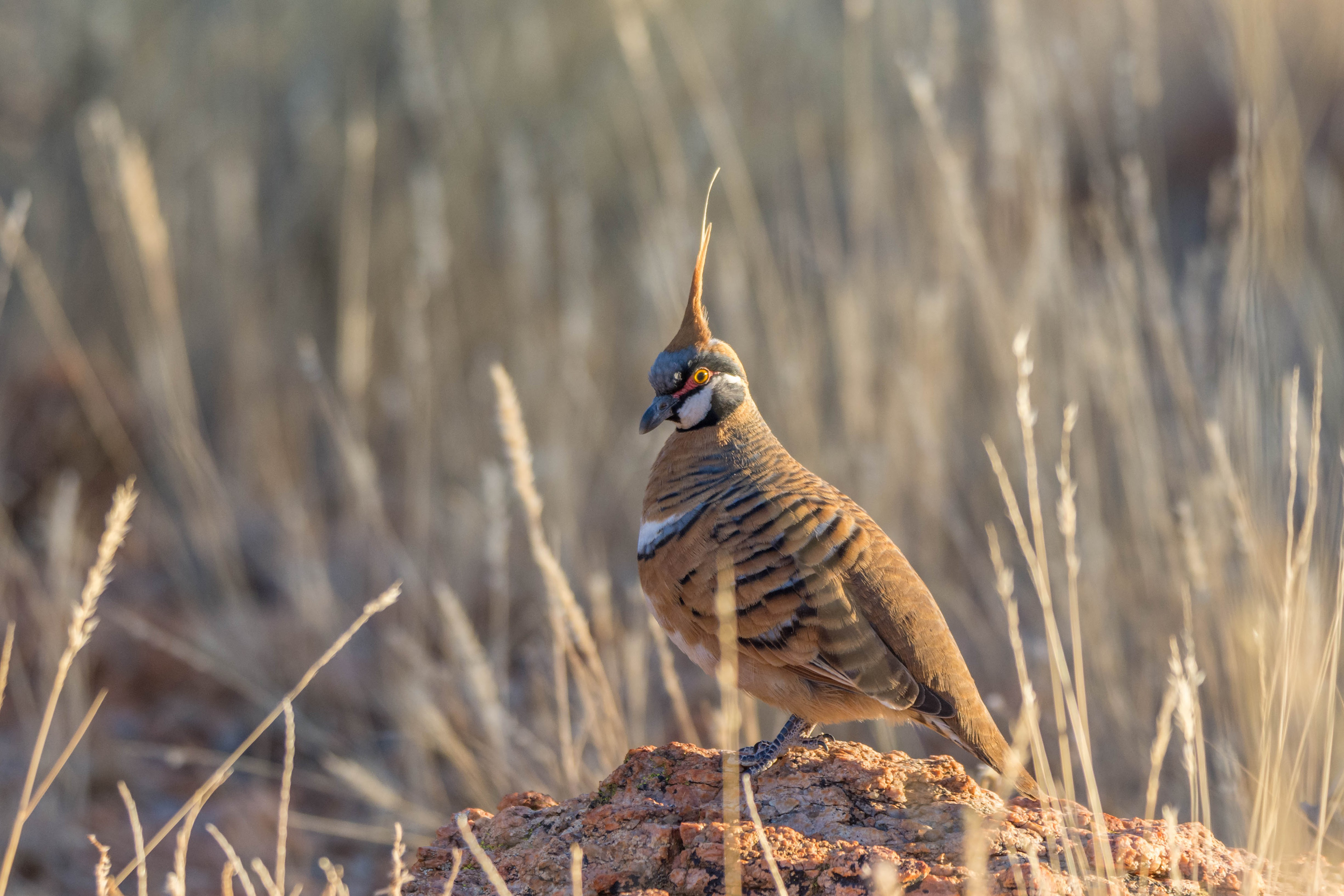 Spinifex pigeon