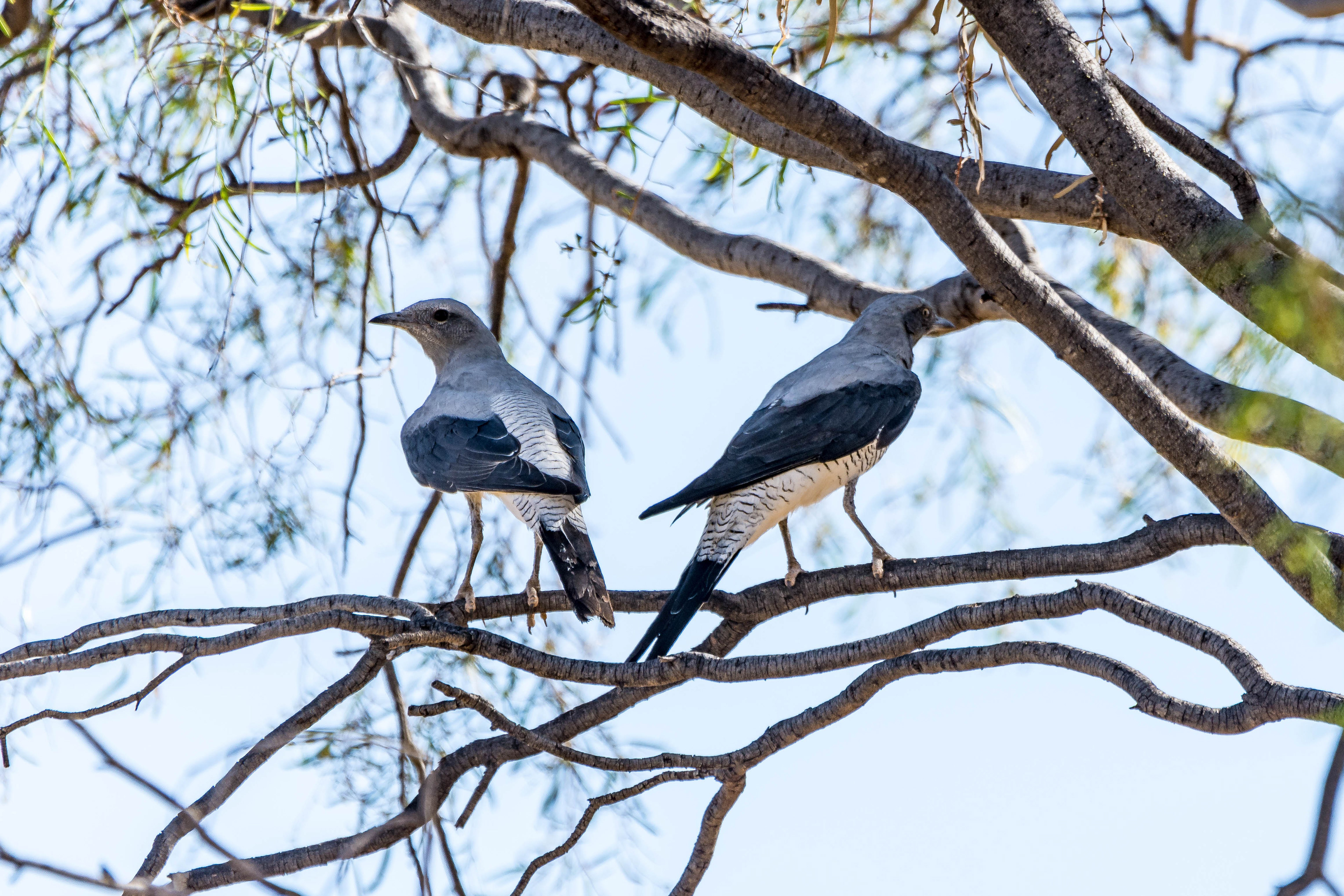 Ground cuckooshrike