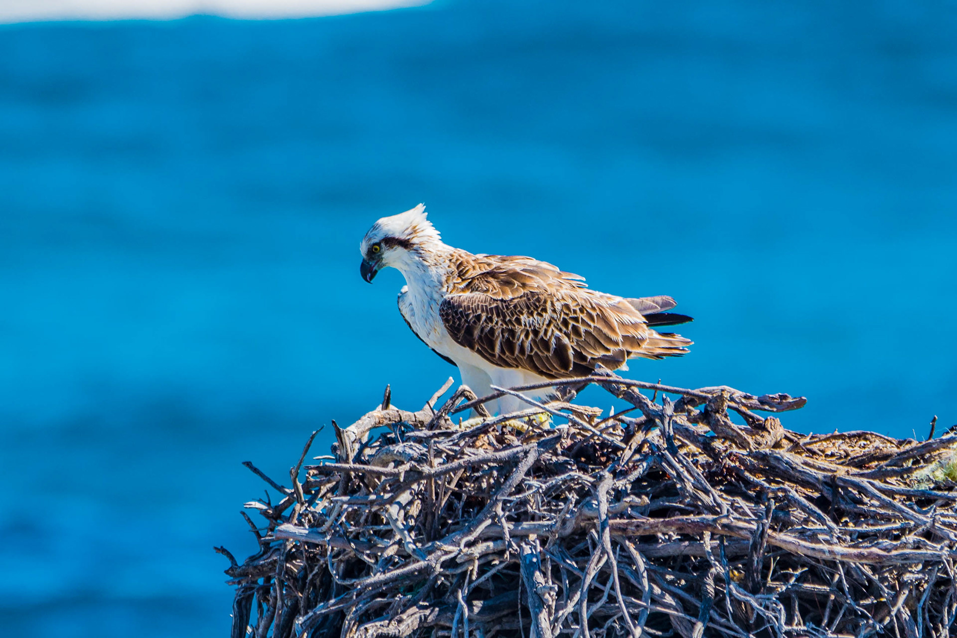 Ospreys (Eastern osprey)
