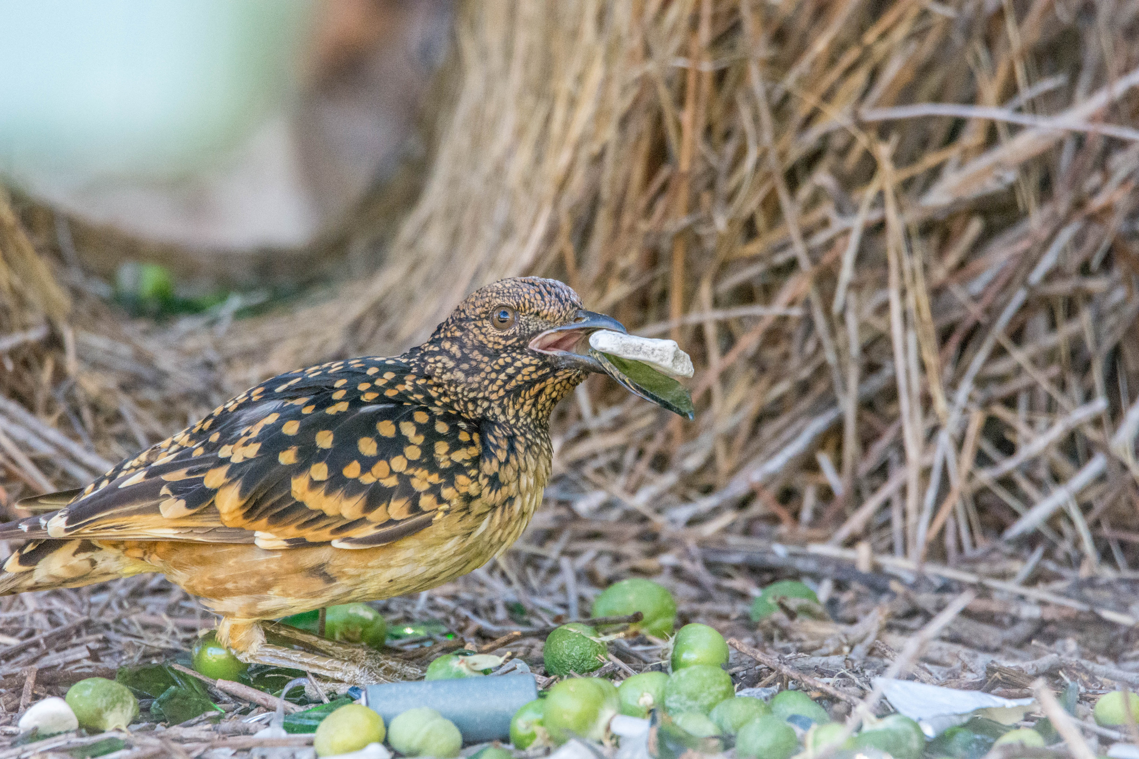 Western bowerbird