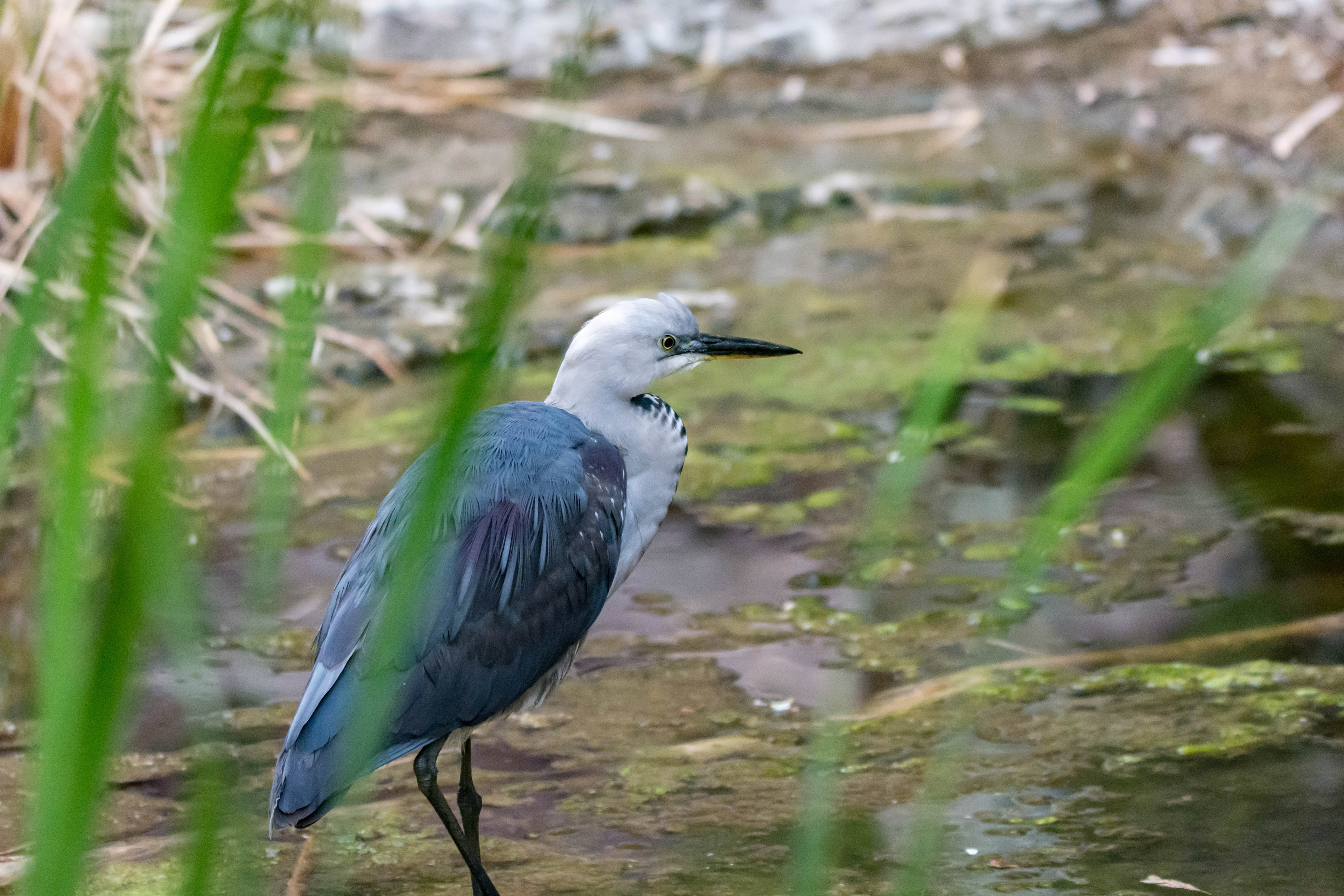 White-necked heron