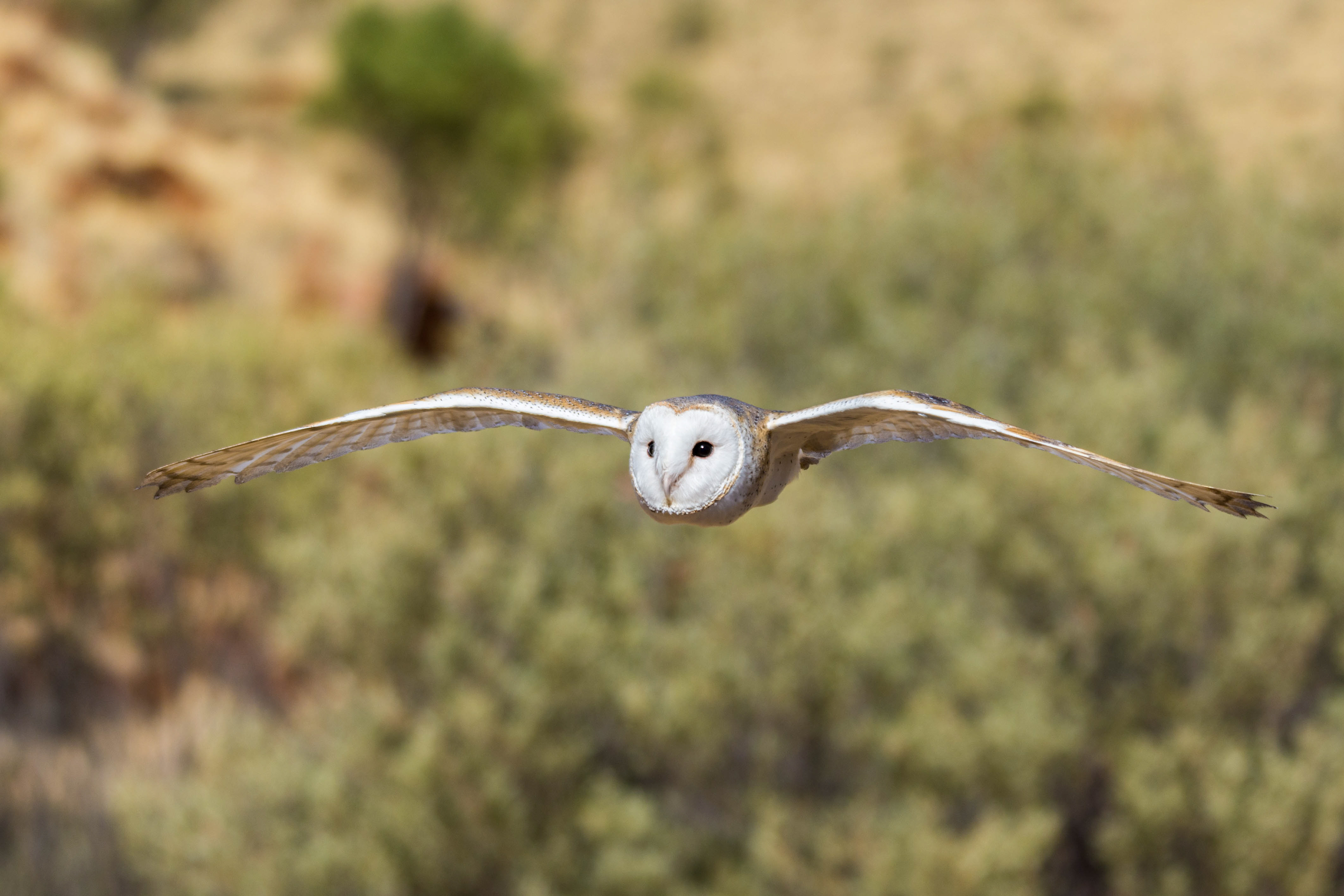 Barn owls (Eastern barn owl)