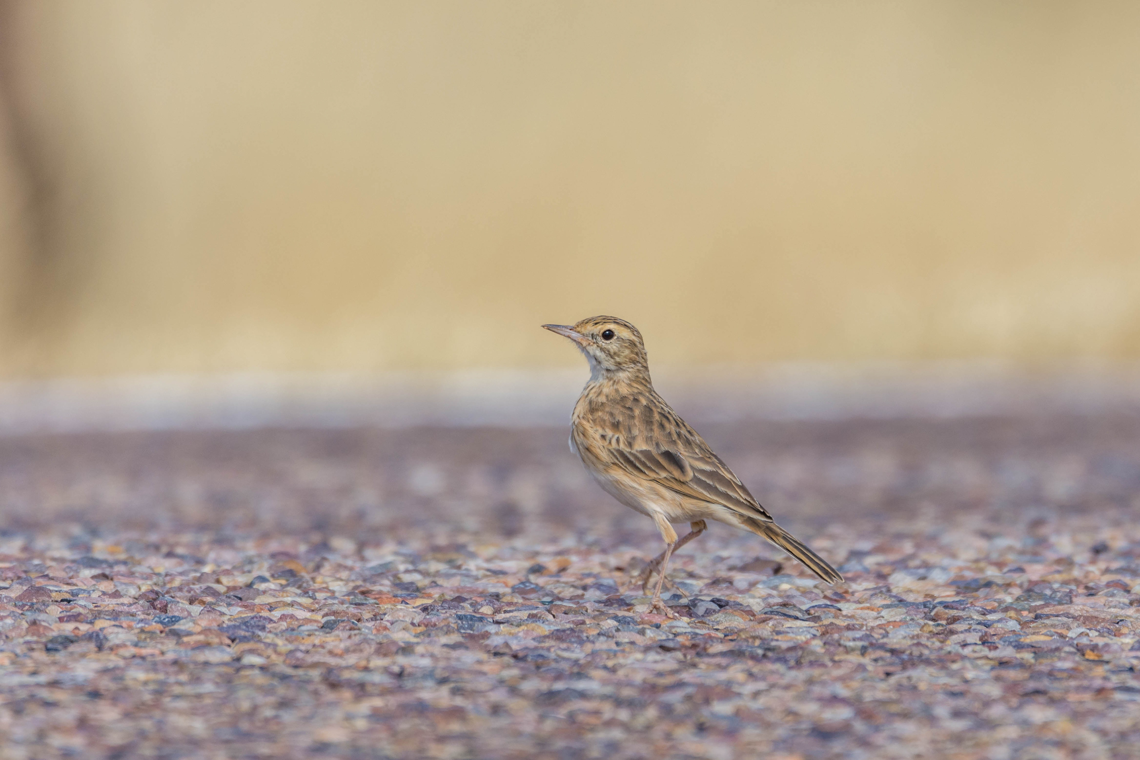 Australasian pipit
