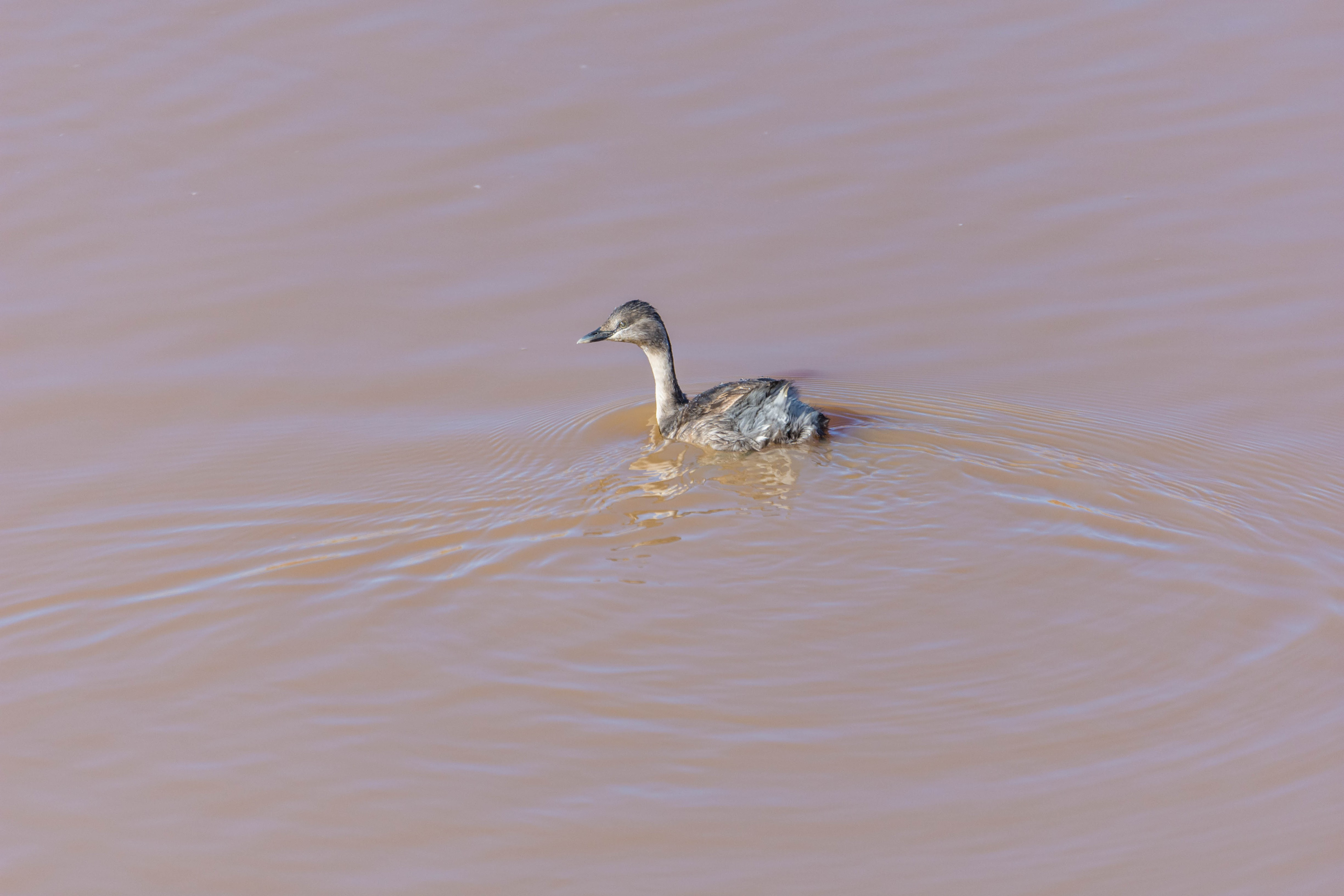Hoary-headed grebe