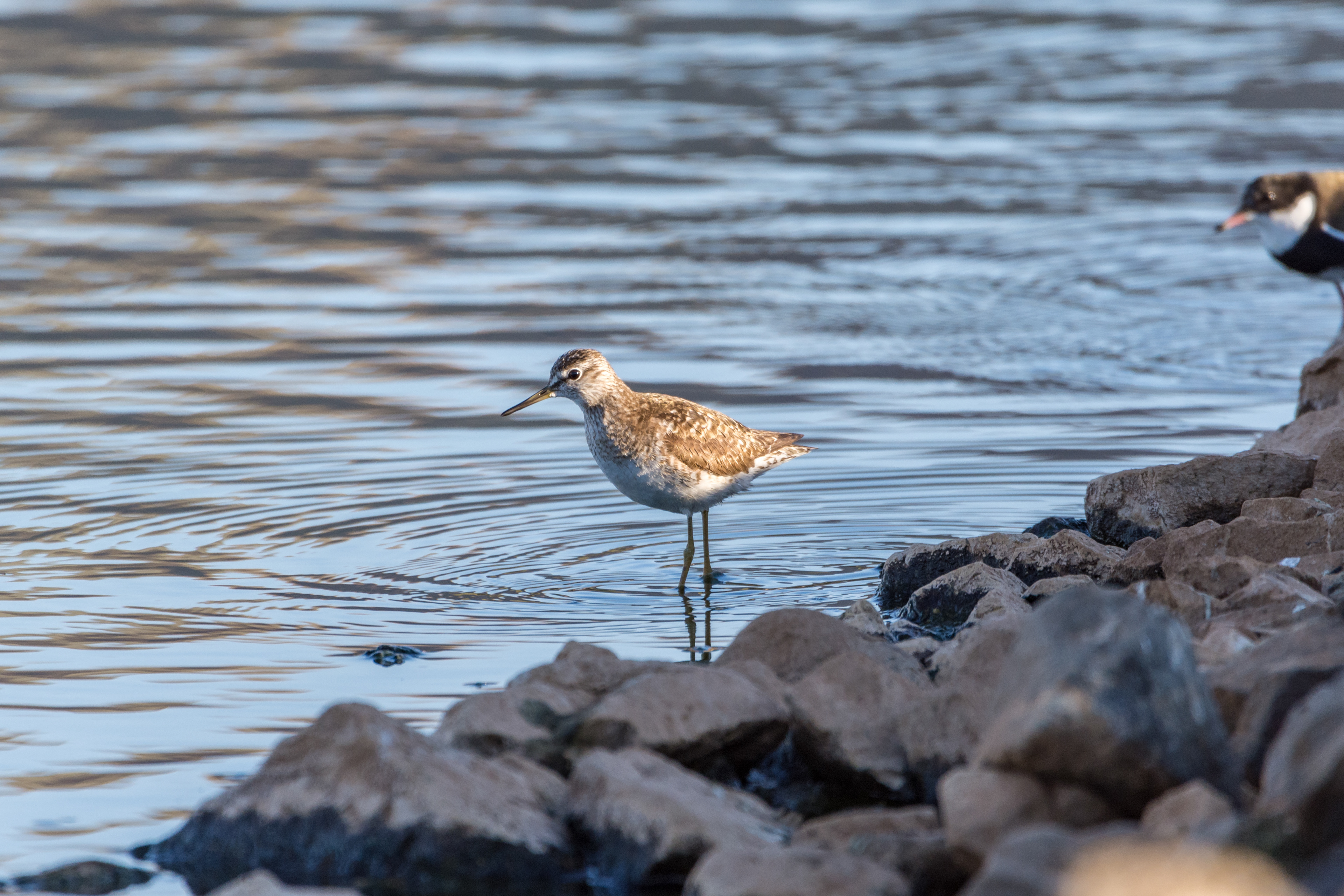 Wood sandpiper
