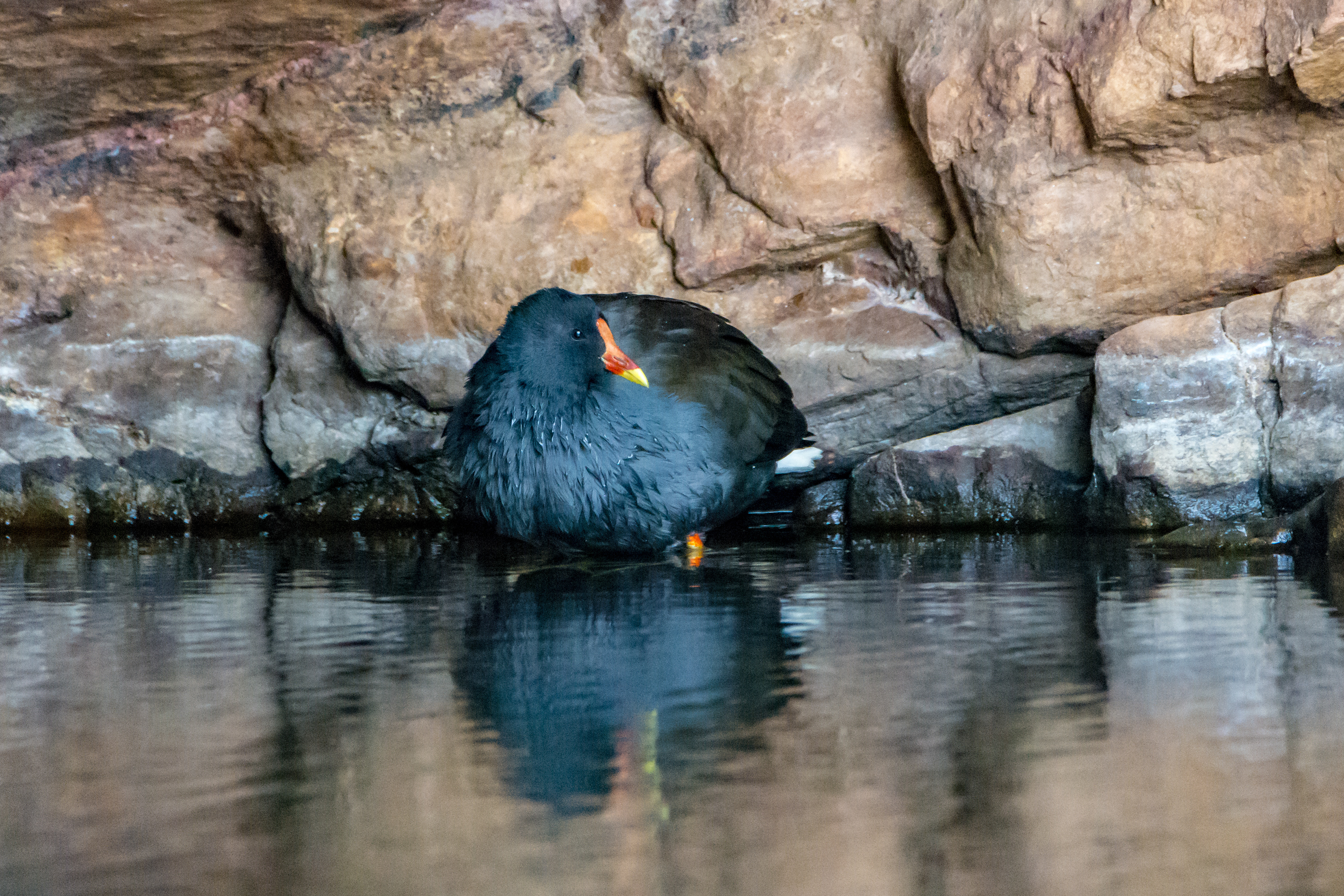 Dusky moorhen