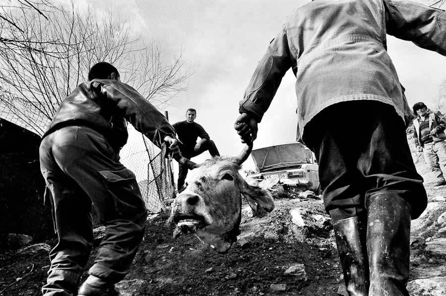 Taking the slaughter to the market, Karin Dag Village
