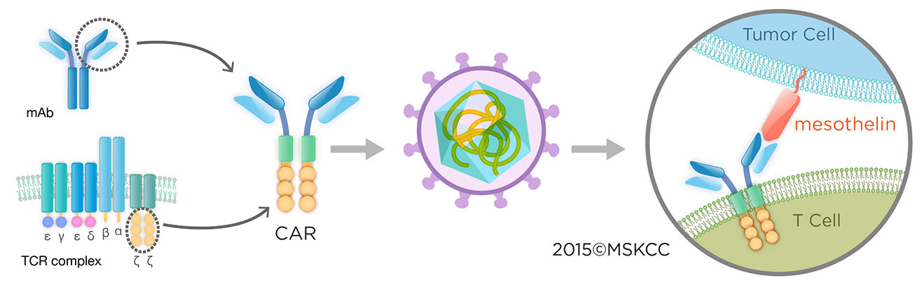 the construction of CAR T cell