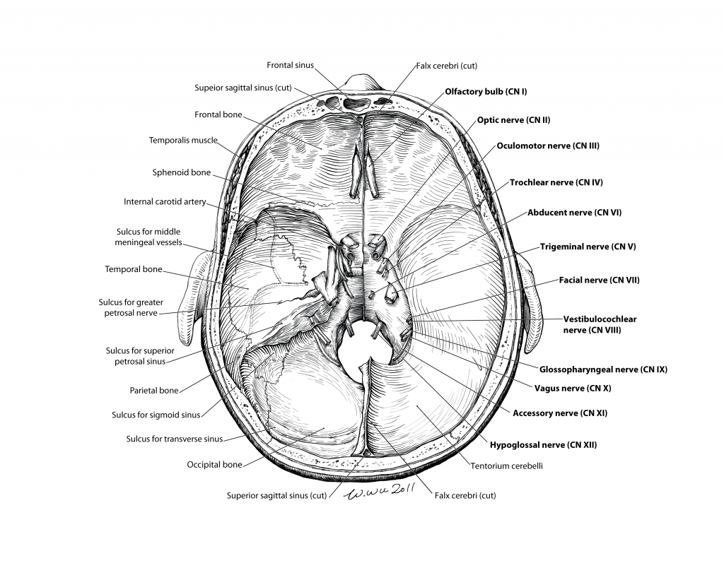 base of skull with cranial nerves