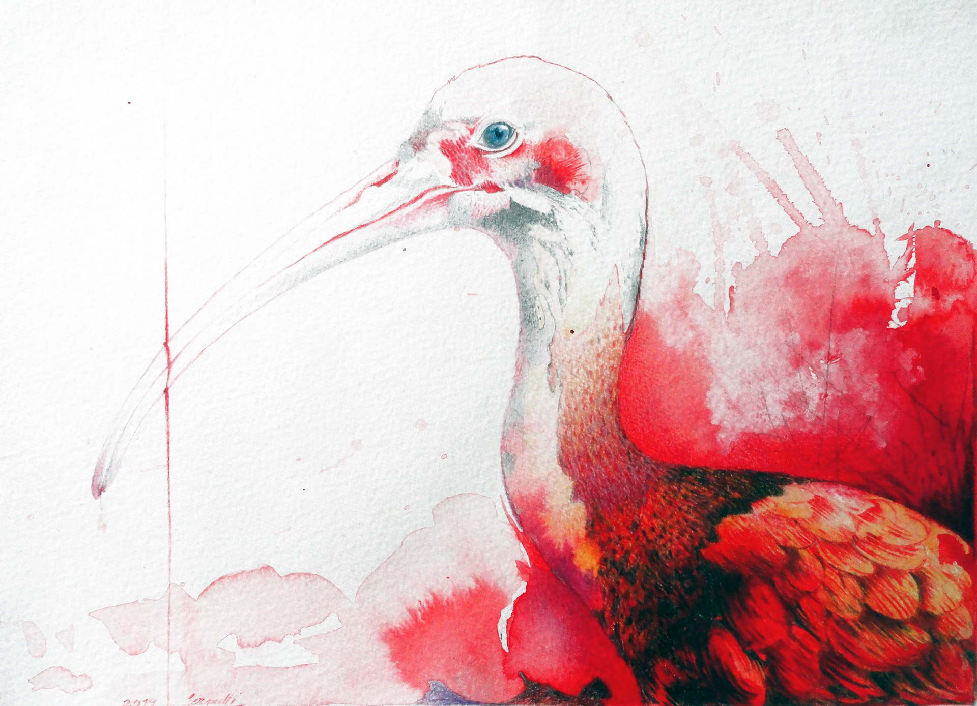 A JOURNEY WITH SCARLET IBIS (2019) Crayons de couleur en fond d'aquarelle sur papier - 20x30 cm