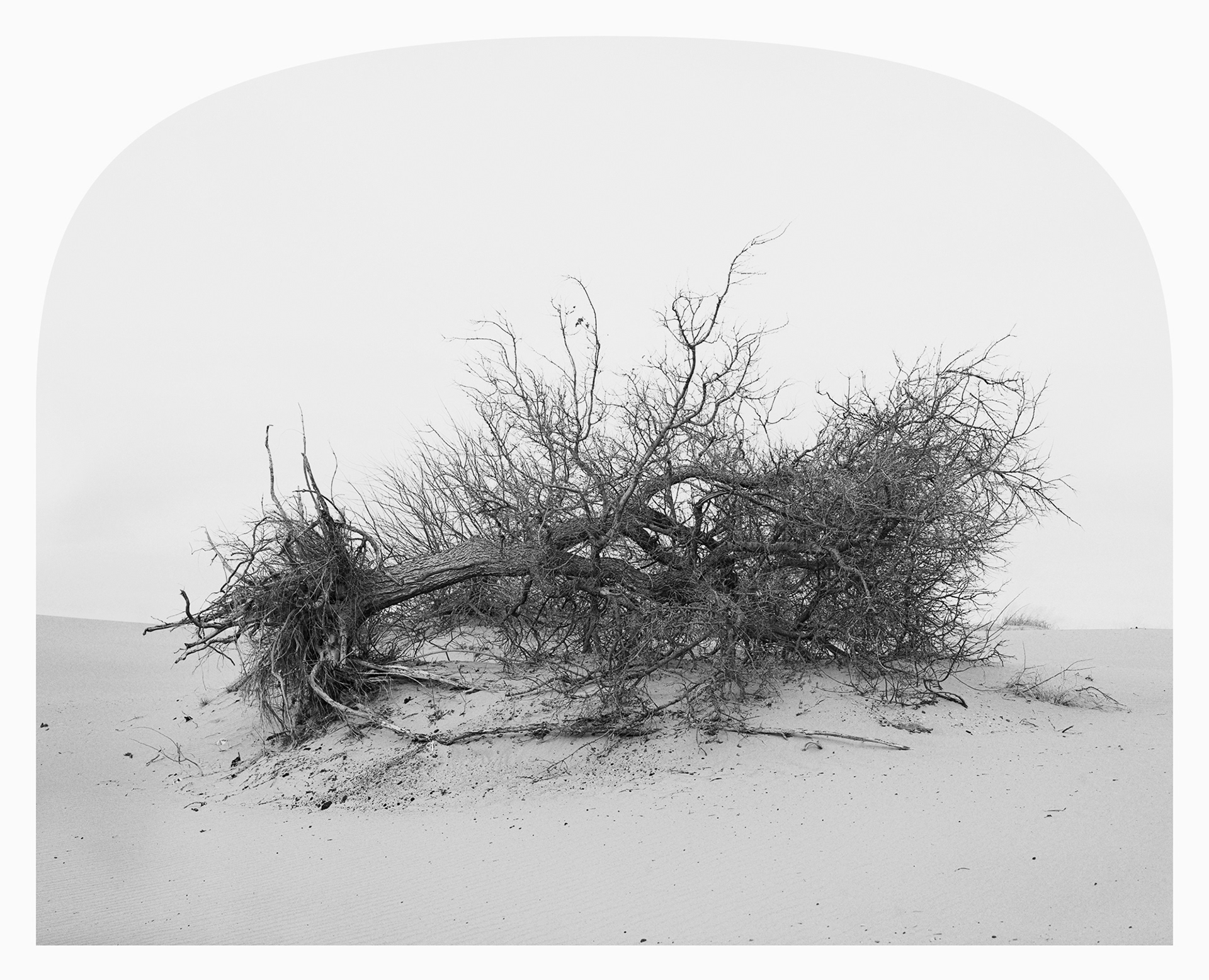 Landscape Photograph: Specimen, Beaver Dunes State Park, Oklahoma