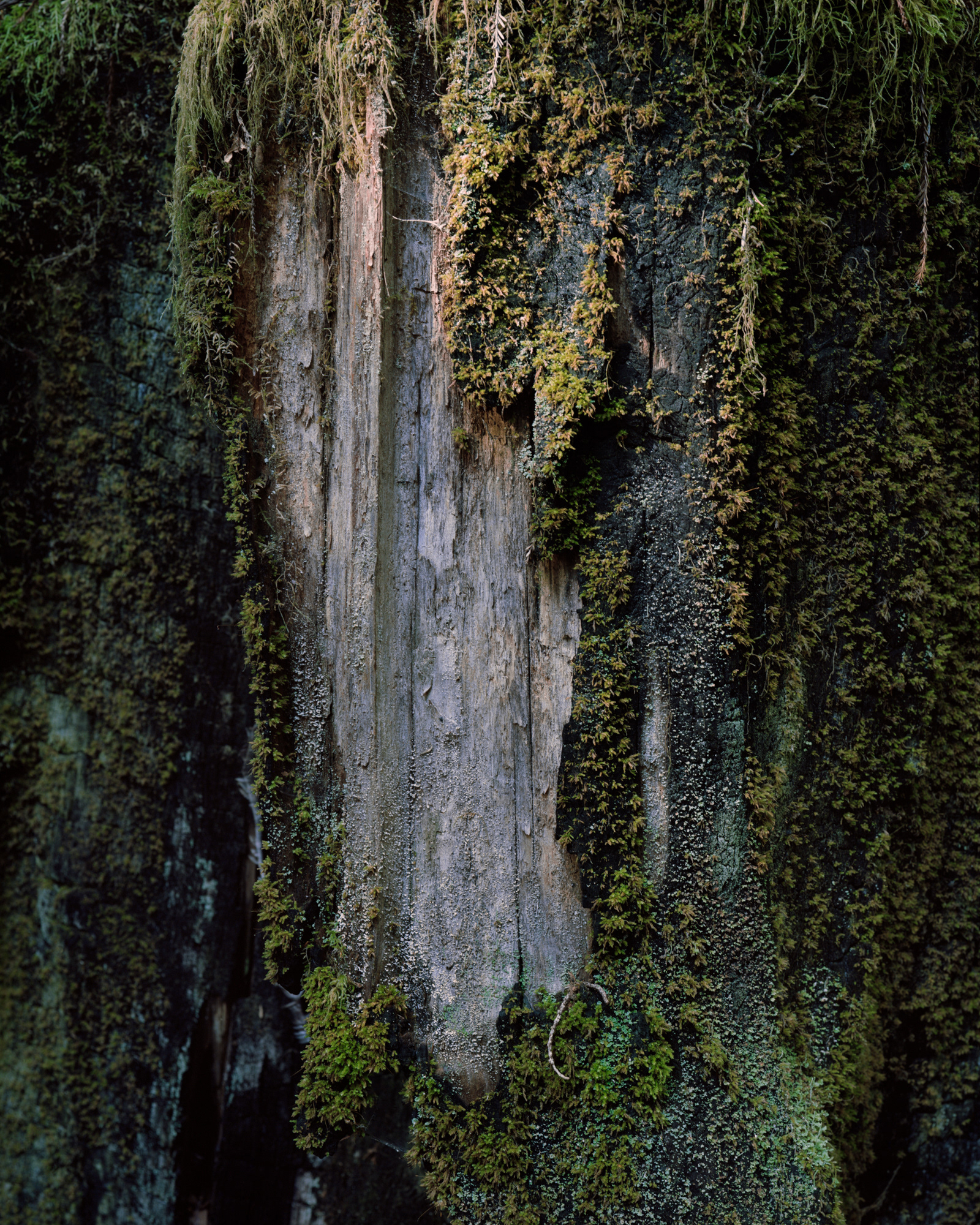 Dead Redwood #2, Bello Ranch, California