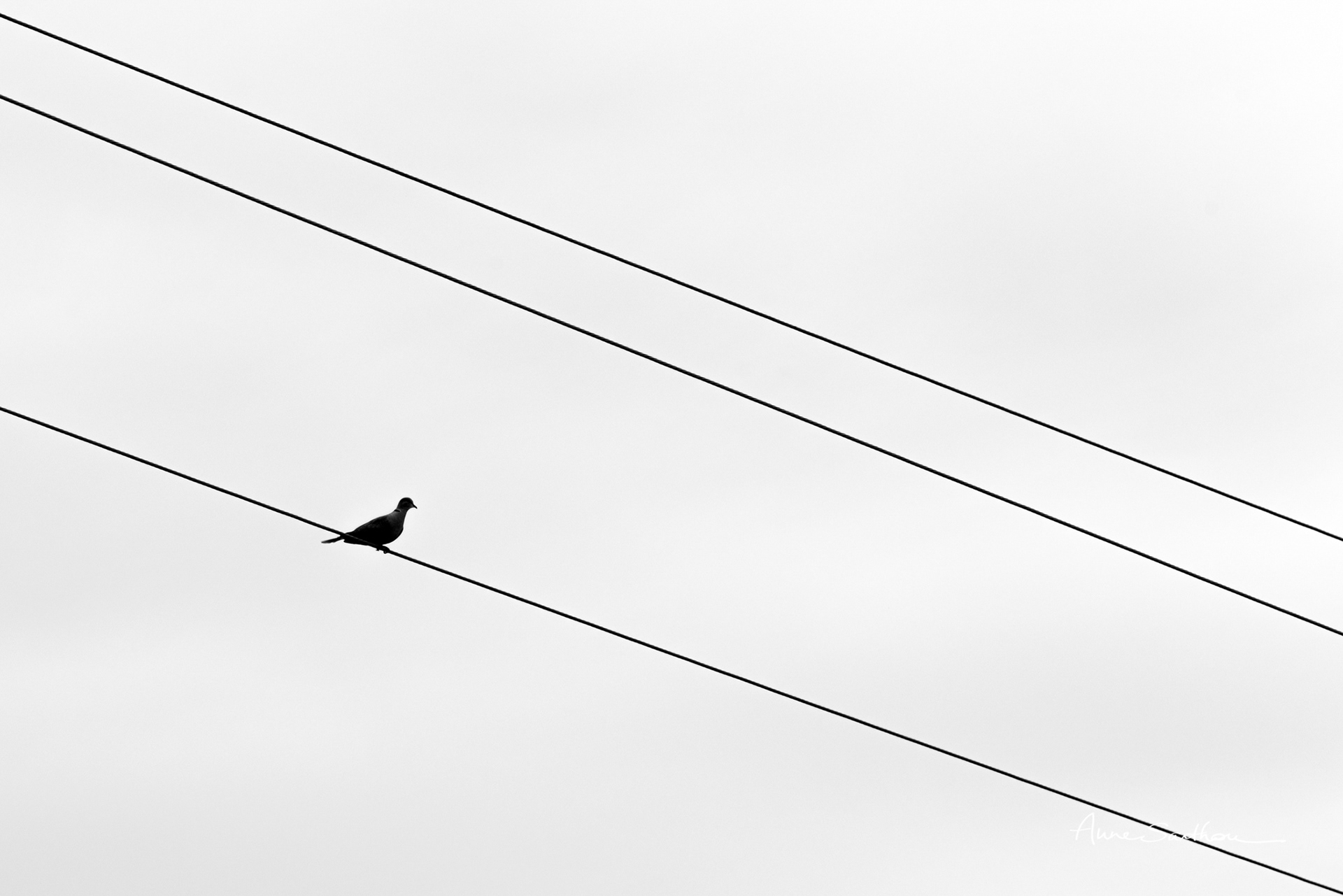 Sur la ligne
