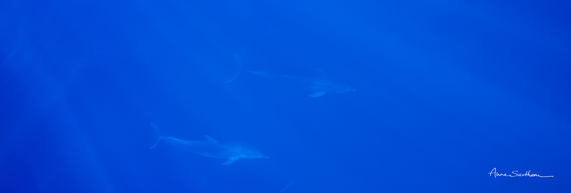 Dans le grand bleu