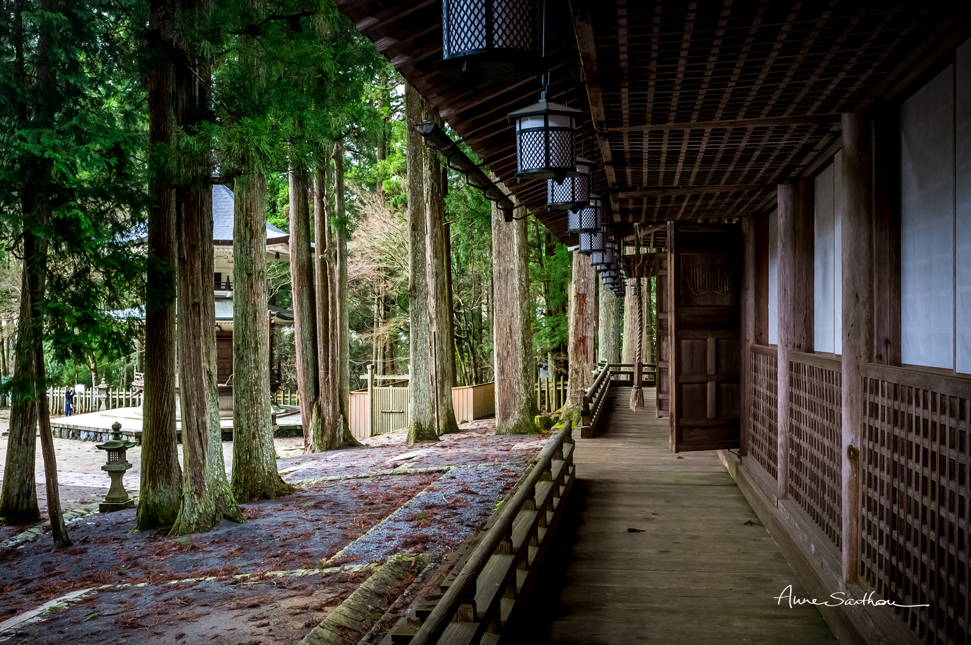 Dans la forêt (Koyasan , Japon)