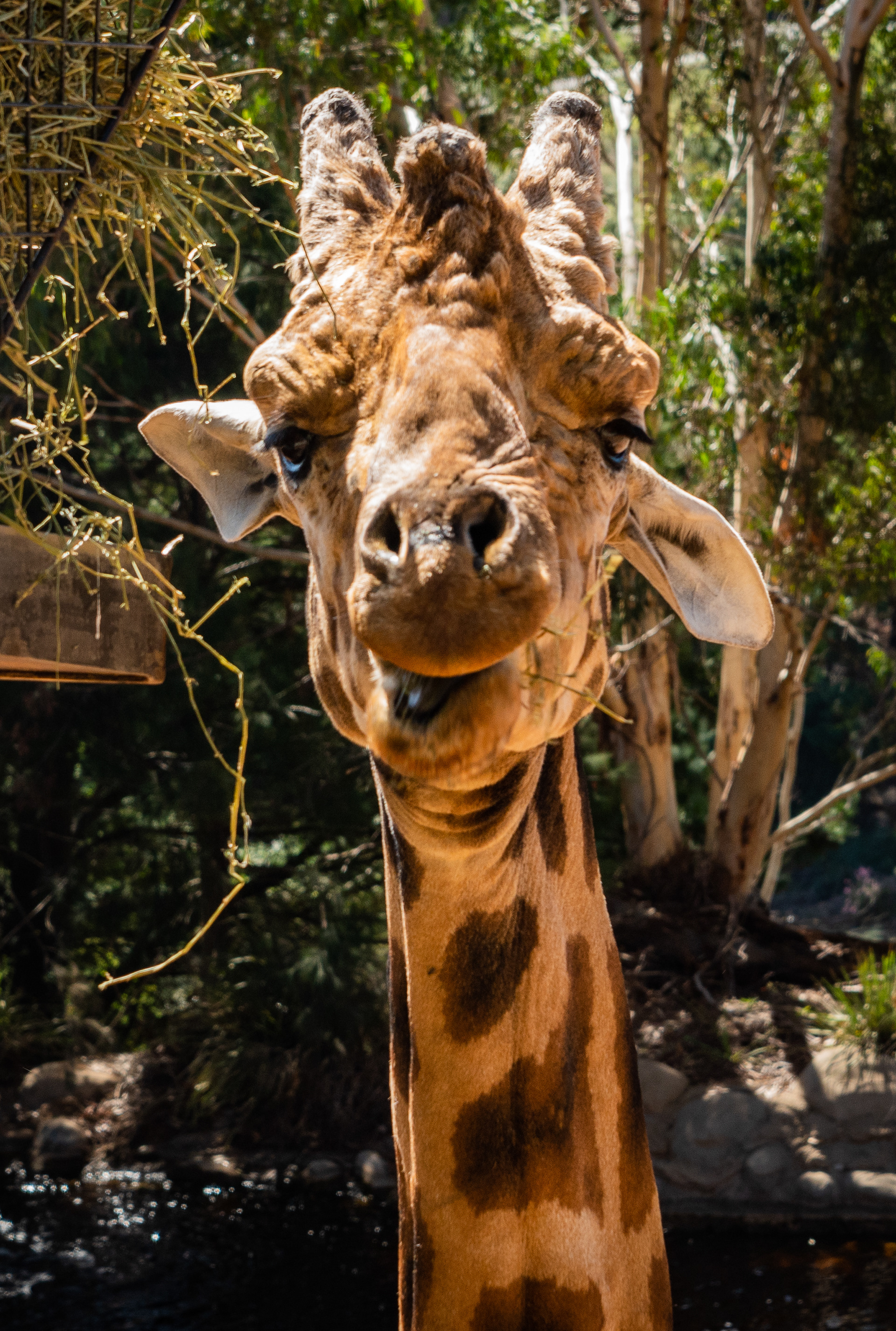 Matt Lyons National Zoo Canberra